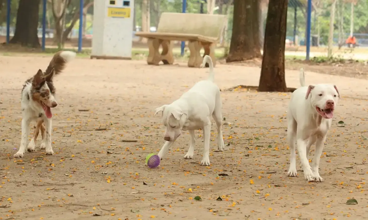 Imagem da notícia: Fábula política para animar a cachorrada eleitoral