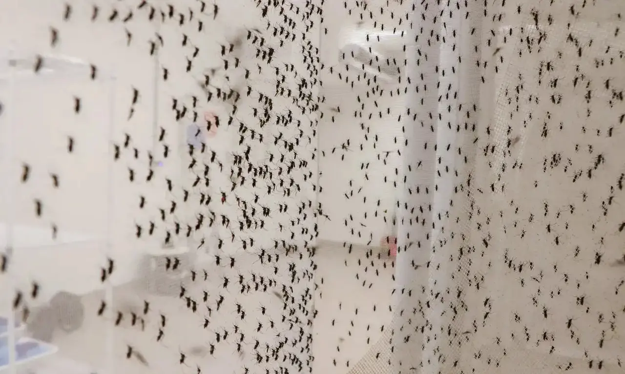 Imagem da notícia: Febre oropouche e dengue: médicos investigam perda de peso e febre prolongada para diferenciar doenças