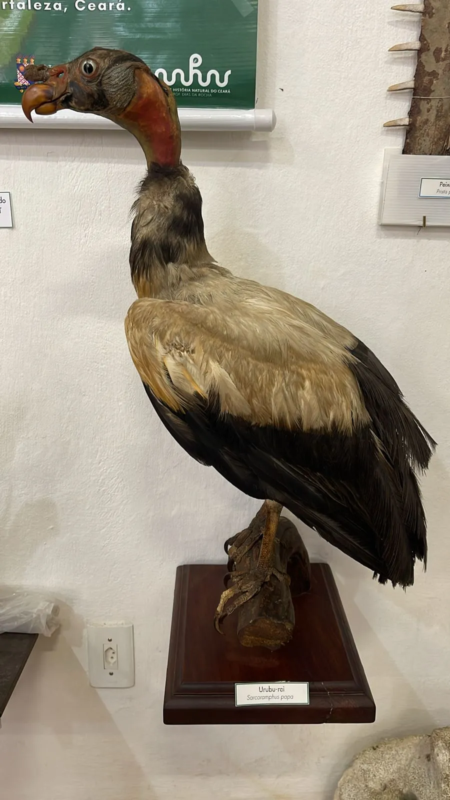 Urubu-rei, material histórico do naturalista Dias da Rocha (1869-1960) que tem mais de 100 anos