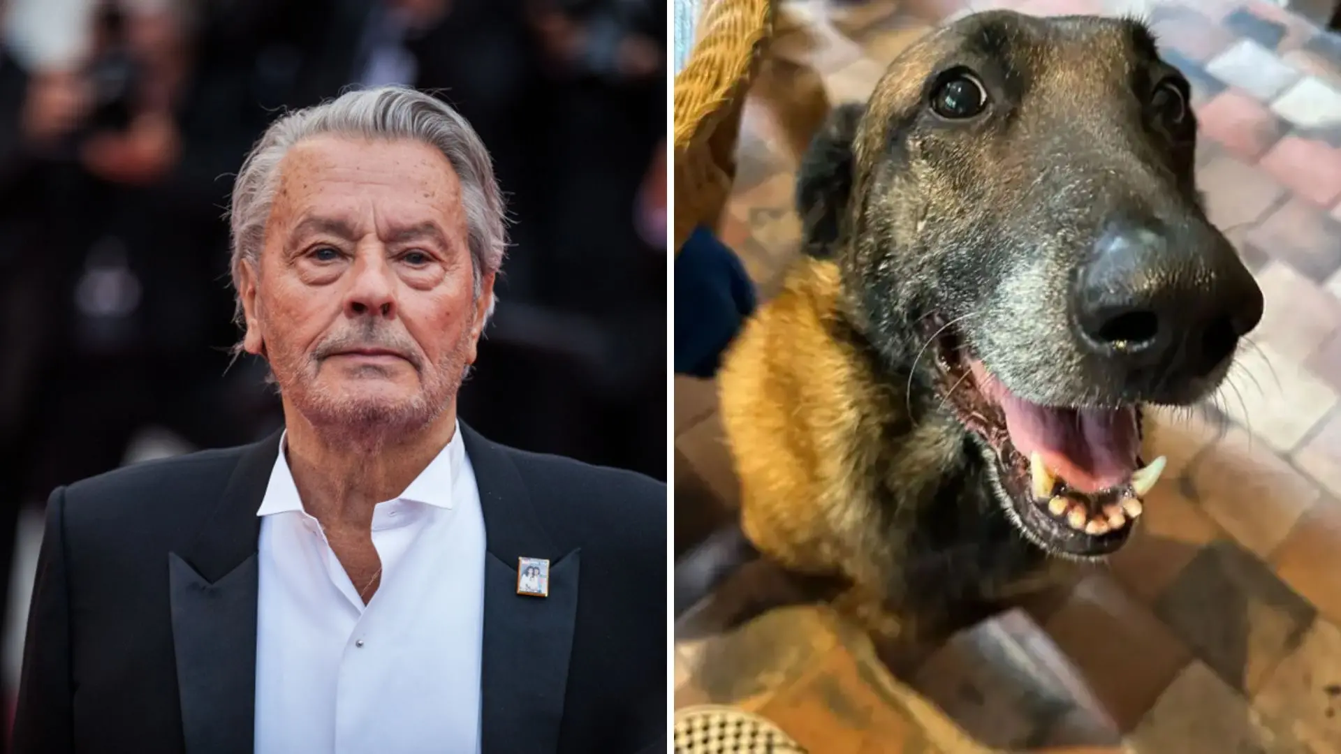 Imagem da notícia: Cachorro de Alain Delon, Loubo, não será sacrificado conforme pedido do ator