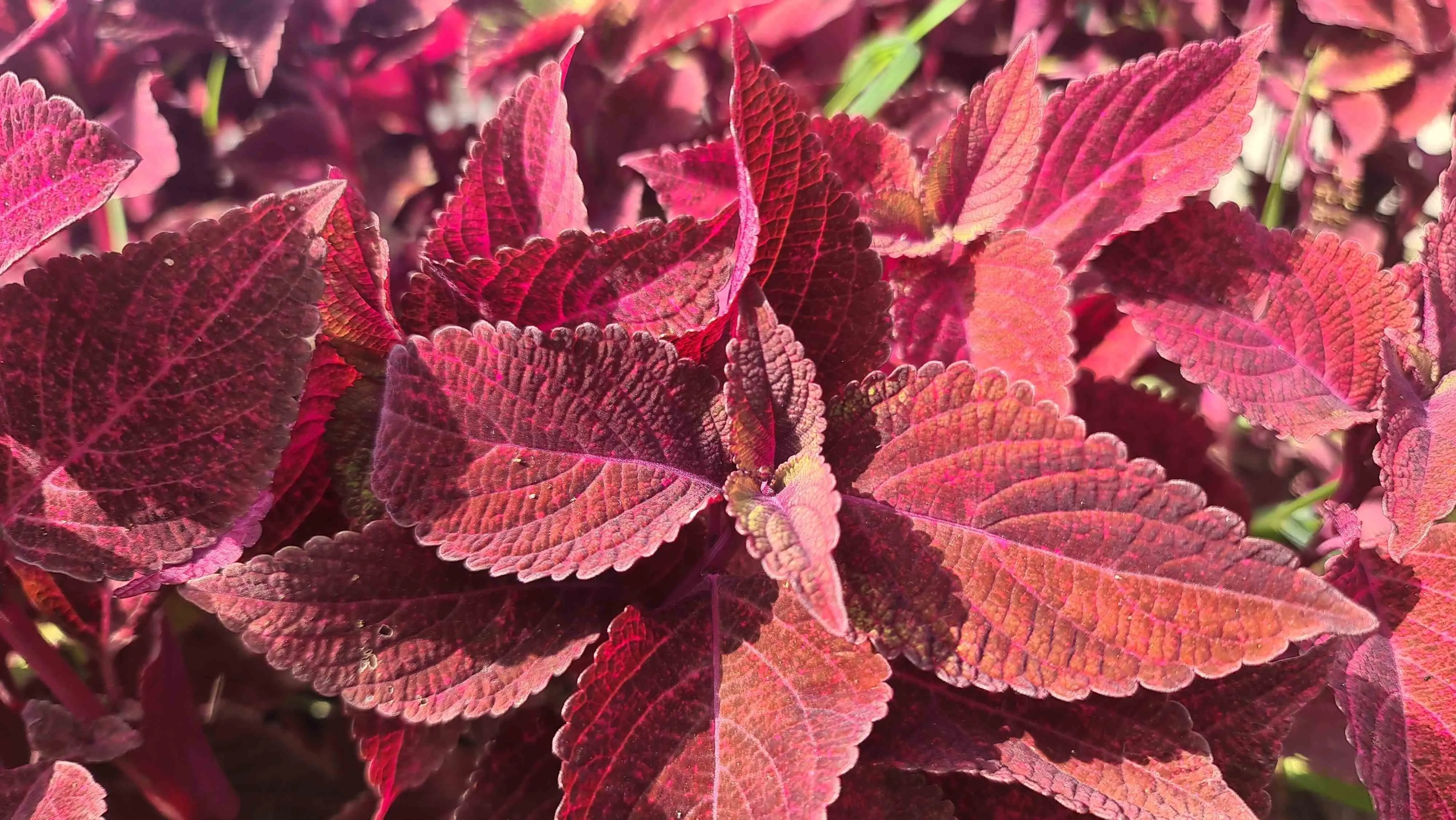 Planta coleus gosta de sol