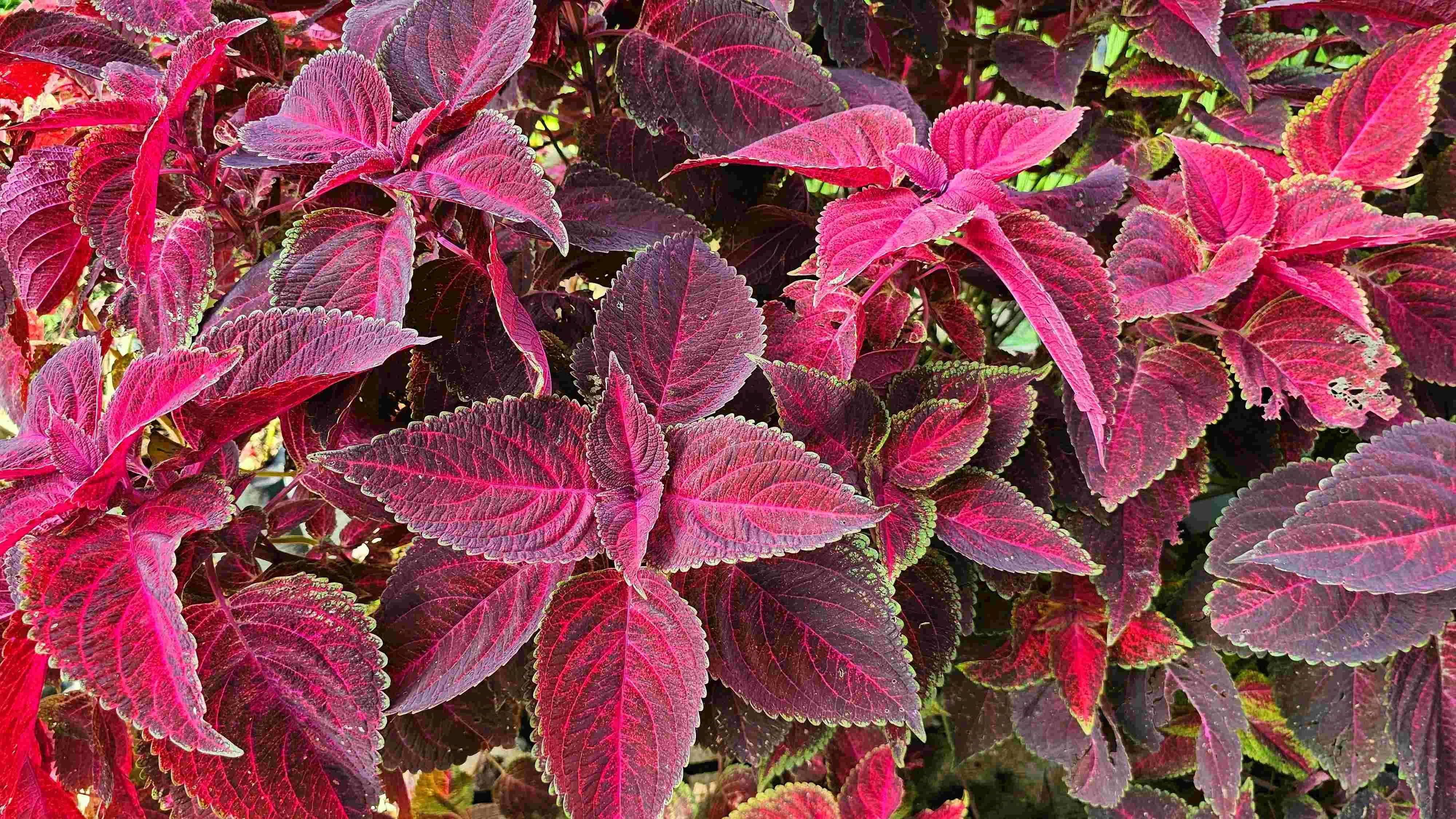 As raízes e sementes da planta coleus podem ser venenosas