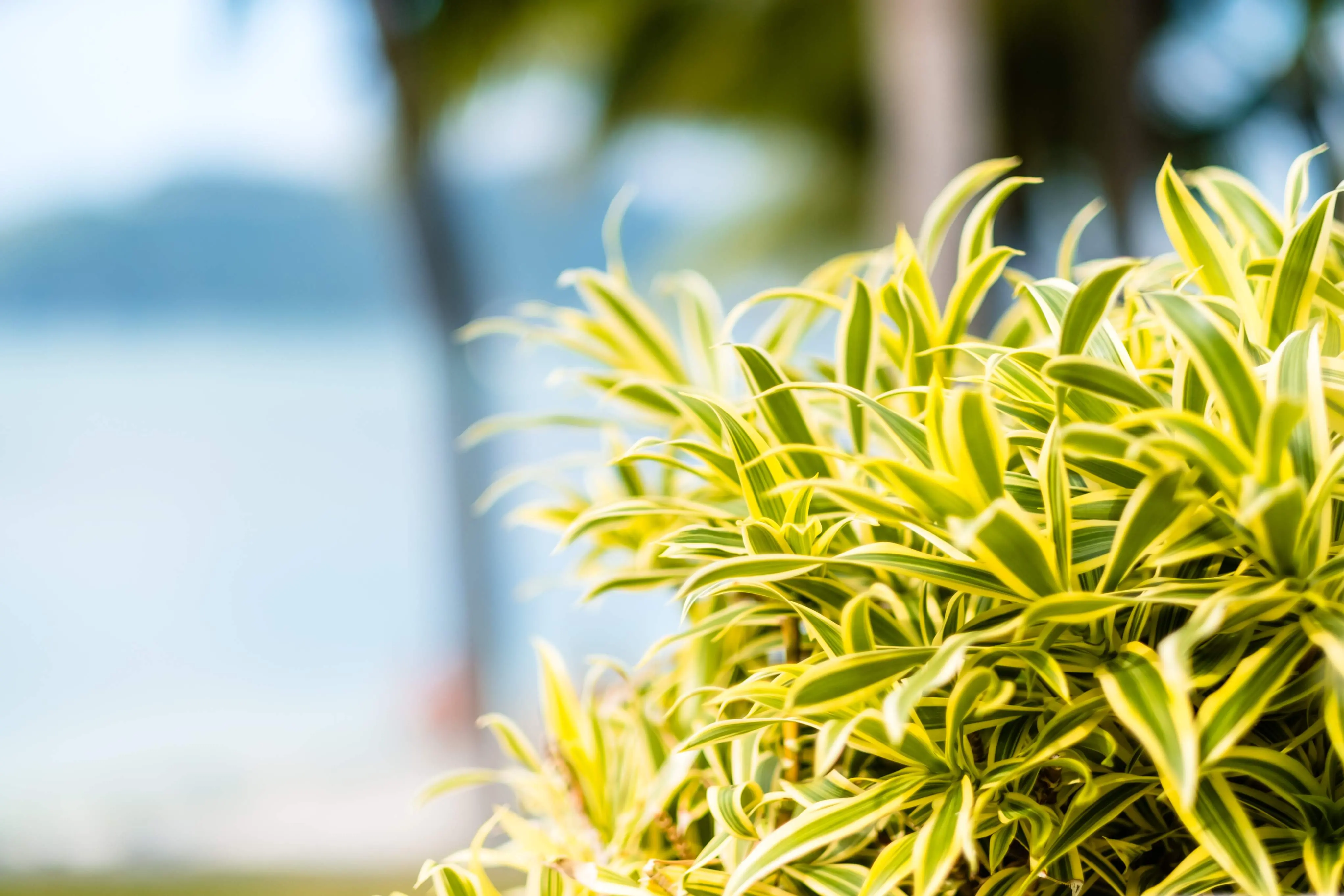 Imagem da notícia: Pleomele ou dracaena: saiba como cuidar e fazer mudas da planta