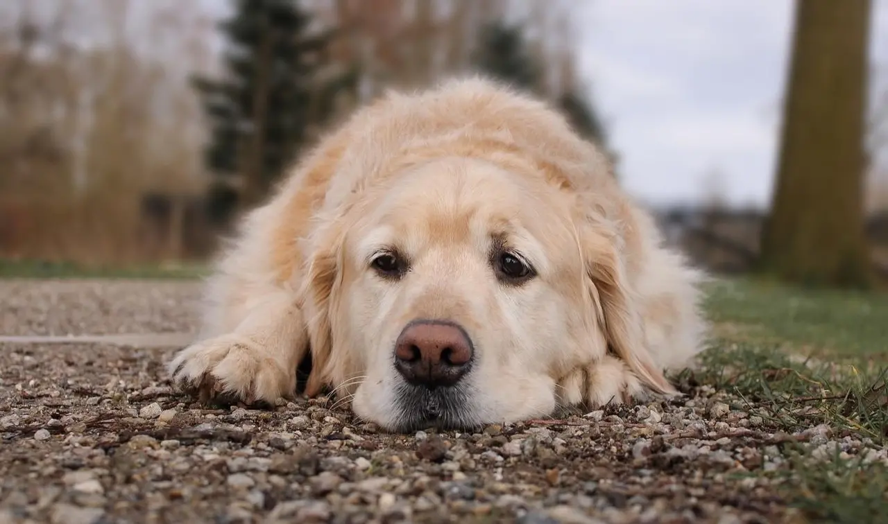 Golden Retrivier triste deitado no chão