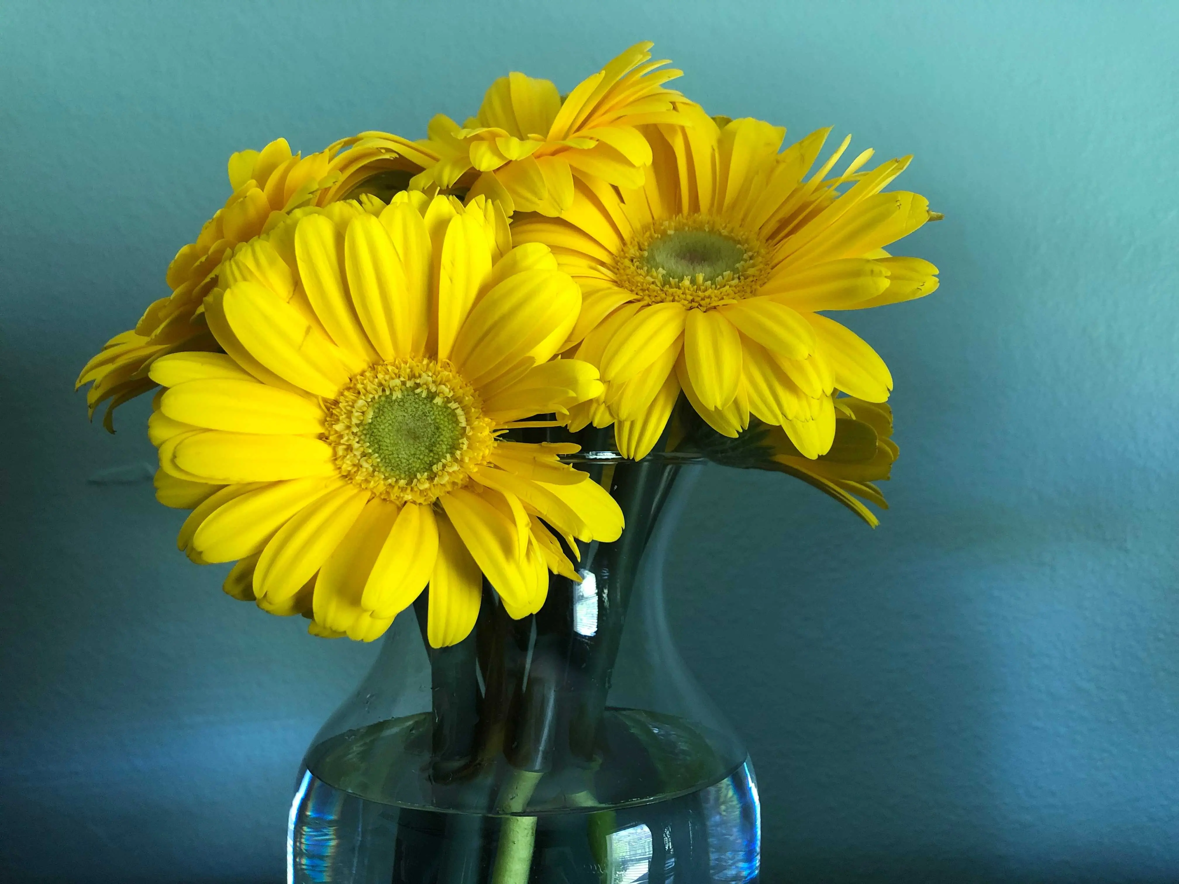 Imagem da notícia: Gérbera: veja o significado, como cuidar da flor e suas cores