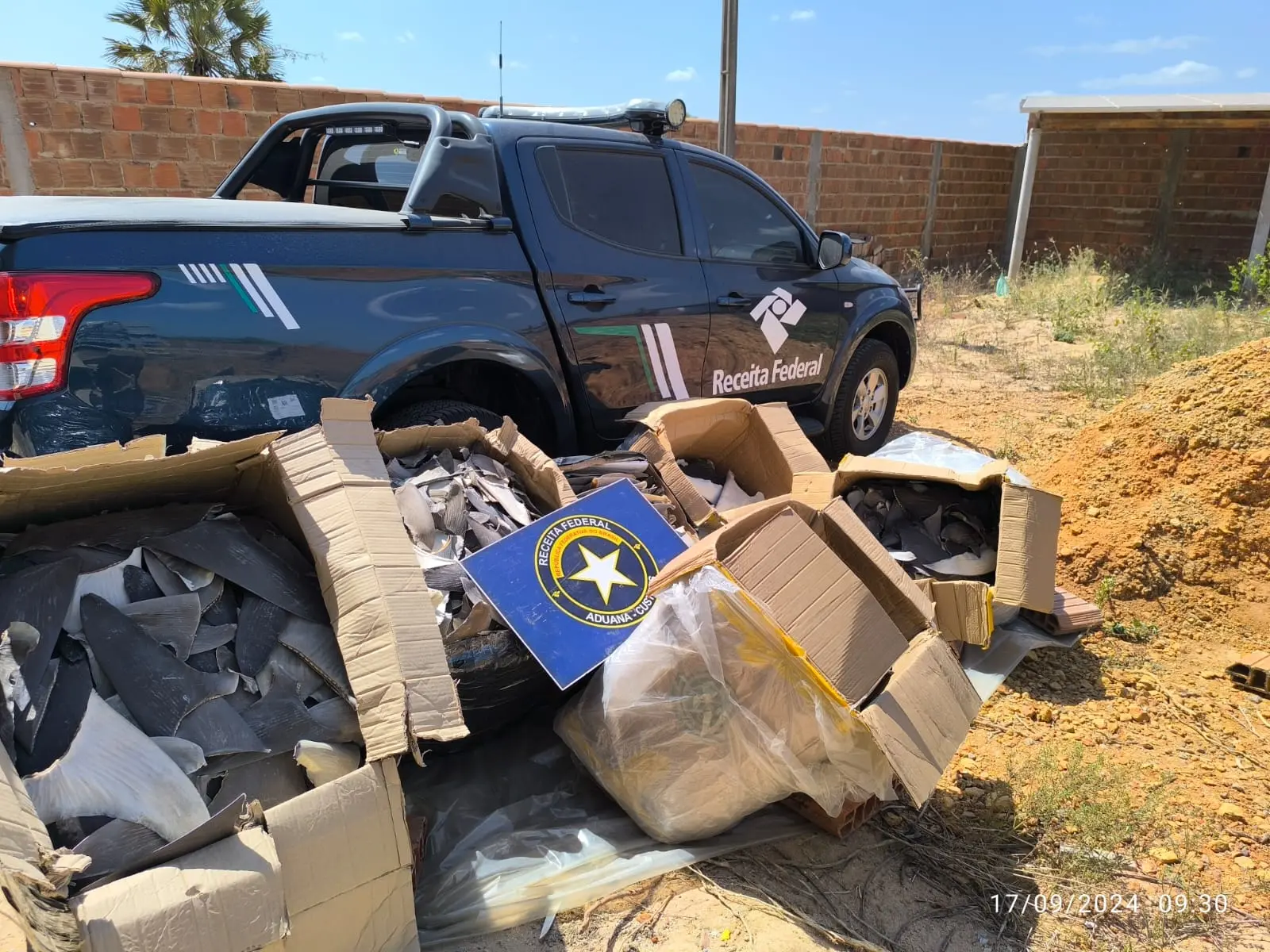 Imagem da notícia: Barbatanas de tubarão avaliadas em R$ 3 milhões são apreendidas no CE; item é considerado iguaria