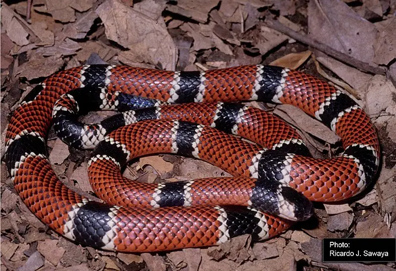Imagem da notícia: OMS emite alerta sobre escassez mundial de antídoto contra picadas de cobra; entenda