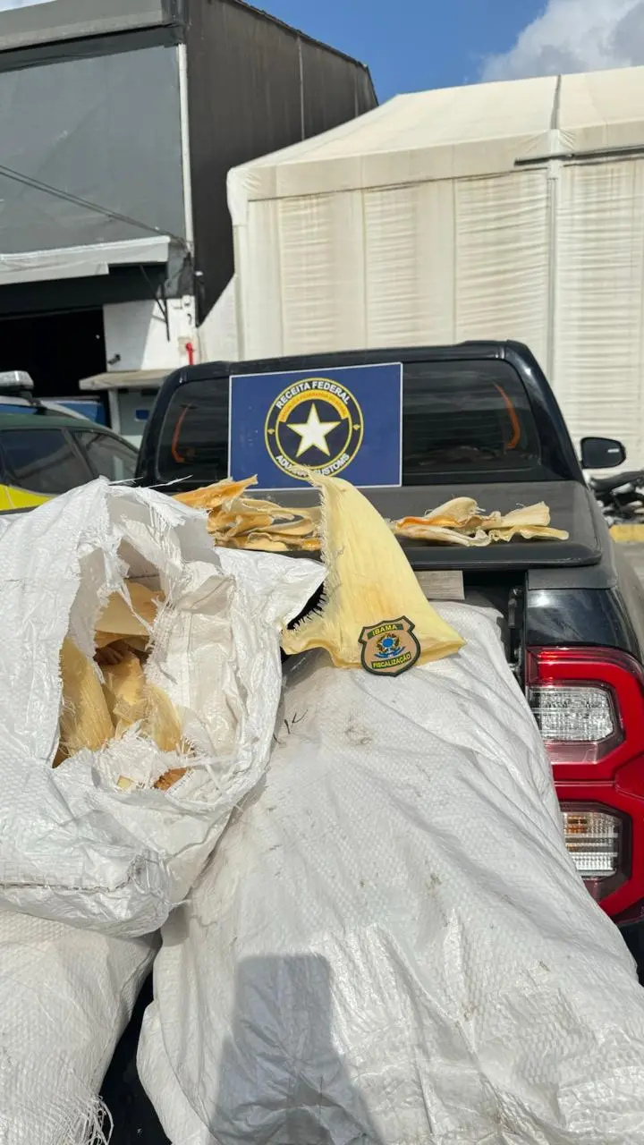 Imagem da notícia: Barbatanas de tubarão avaliadas em cerca de R$ 1,5 milhão são apreendidas em Fortaleza