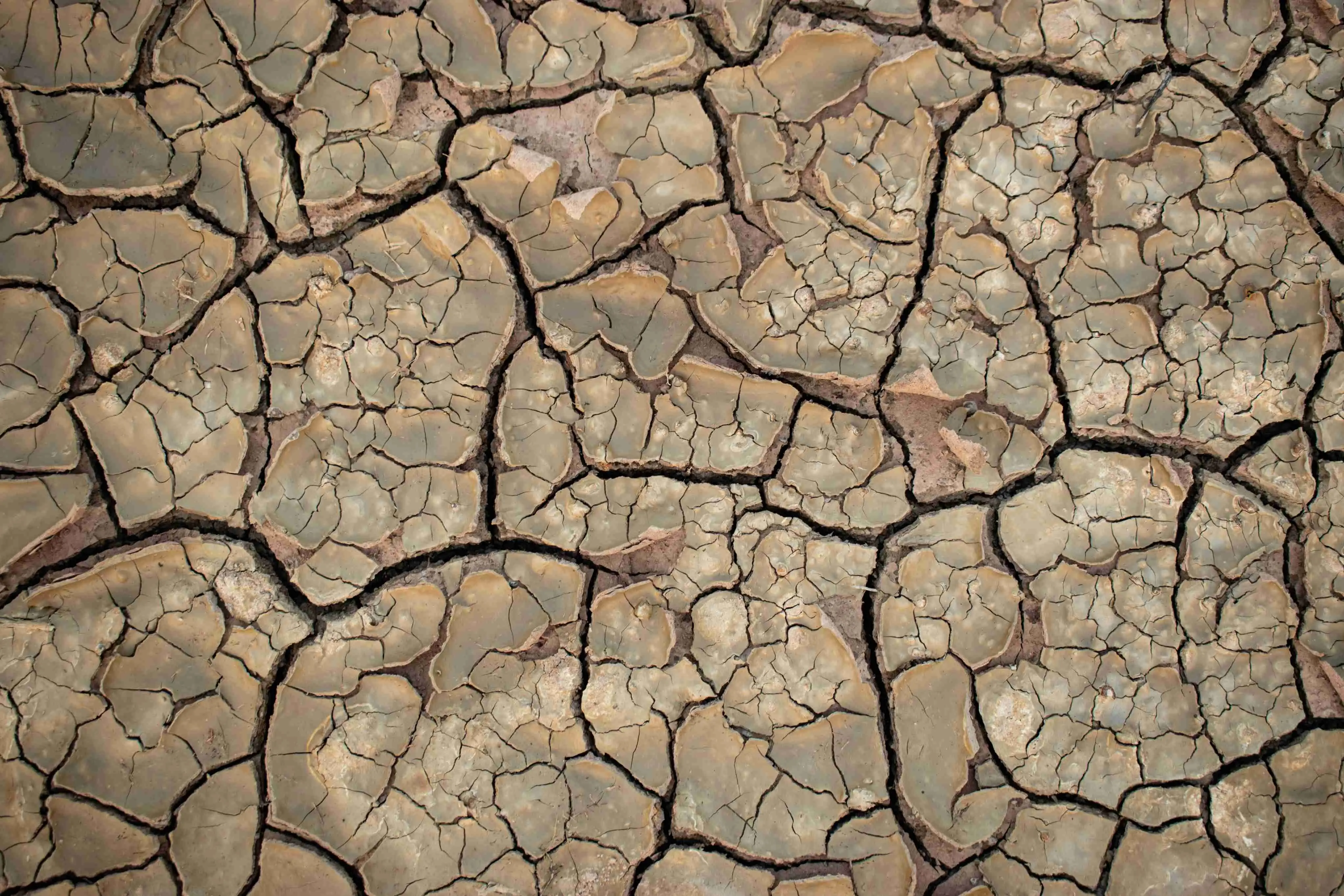 Imagem da notícia: Desertificação: entenda o que é, como ocorre e quais são as causas 