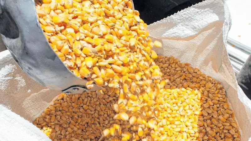 Imagem da notícia: Agro dispara no Ceará e indústria se destaca: por que PIB estadual é mais que o dobro do brasileiro?