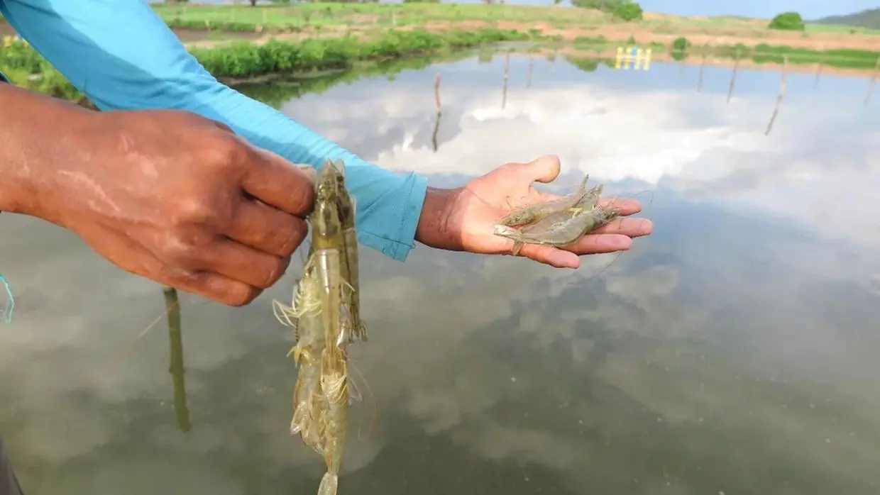 Imagem da notícia: Ceará produz 6 em cada 10 camarões consumidos pelos brasileiros; veja os maiores produtores 