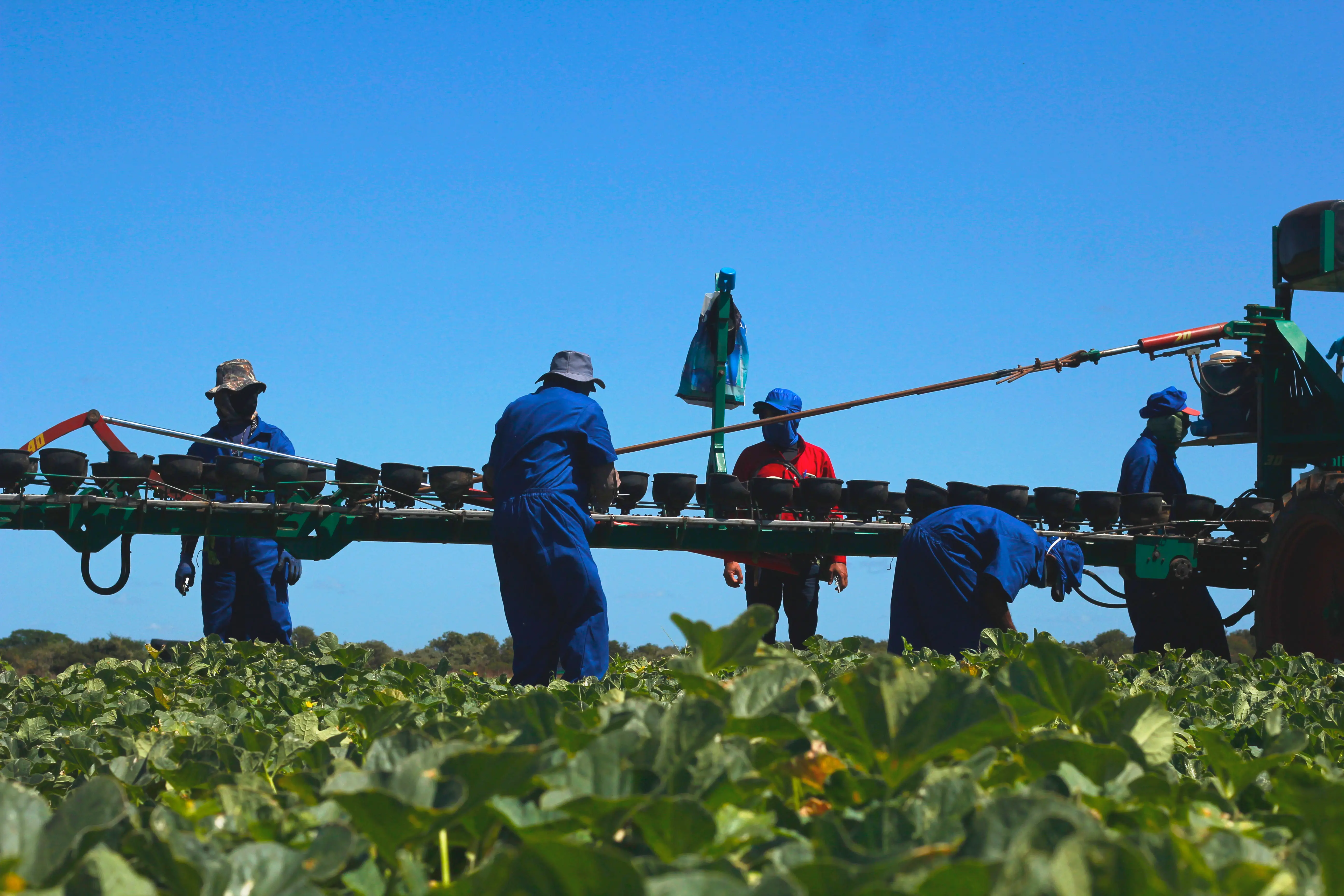 Imagem da notícia: De olho nas mudanças climáticas, Ceará desenvolve fertilizante de bagaço de caju e defensivo biológico