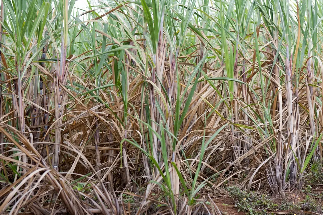 Imagem da notícia: Declínio da cana: por que o Ceará perdeu 80% da produção em 50 anos? 