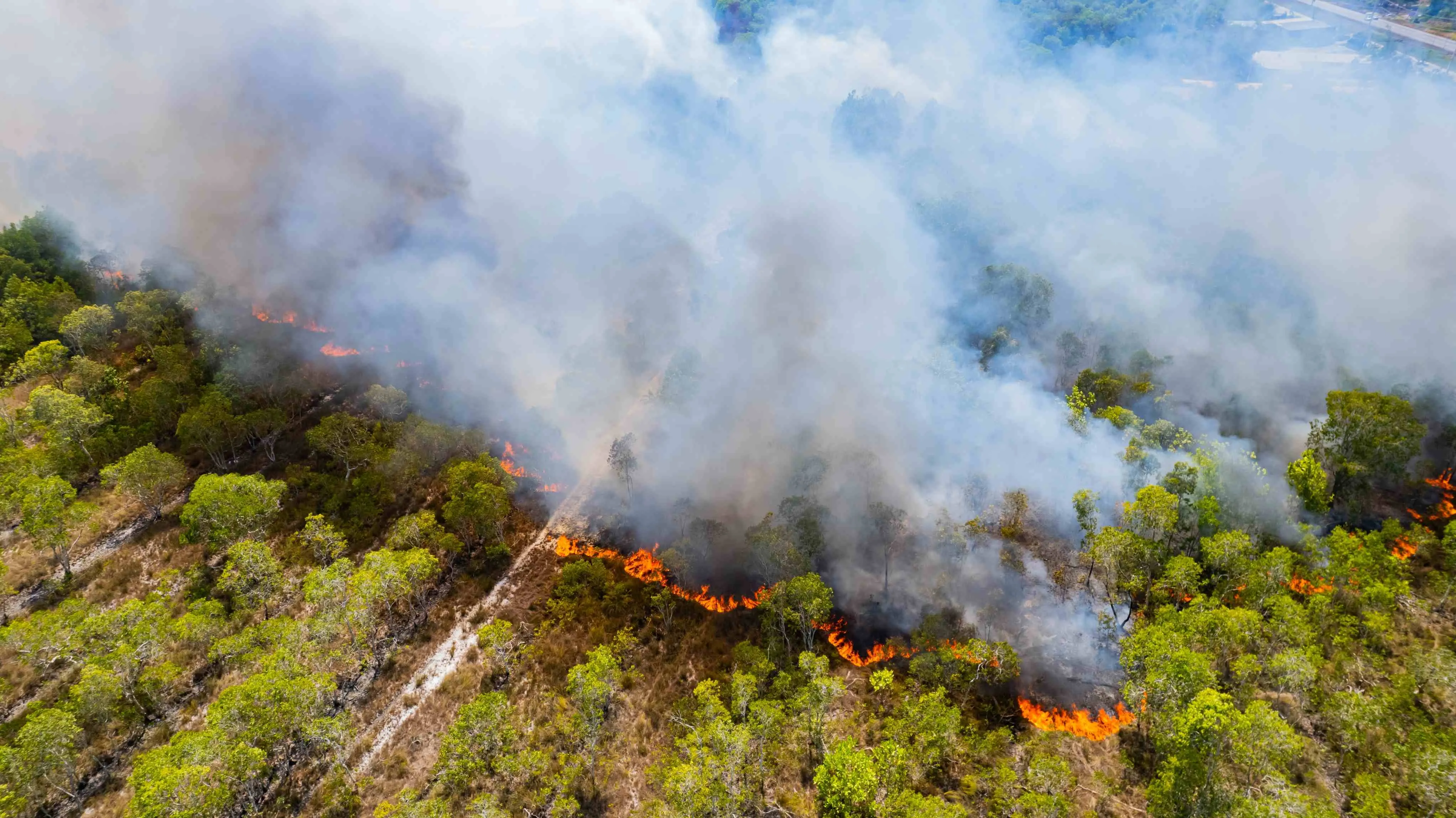 O aumento das queimadas causa a perda de biodiversidade de uma área