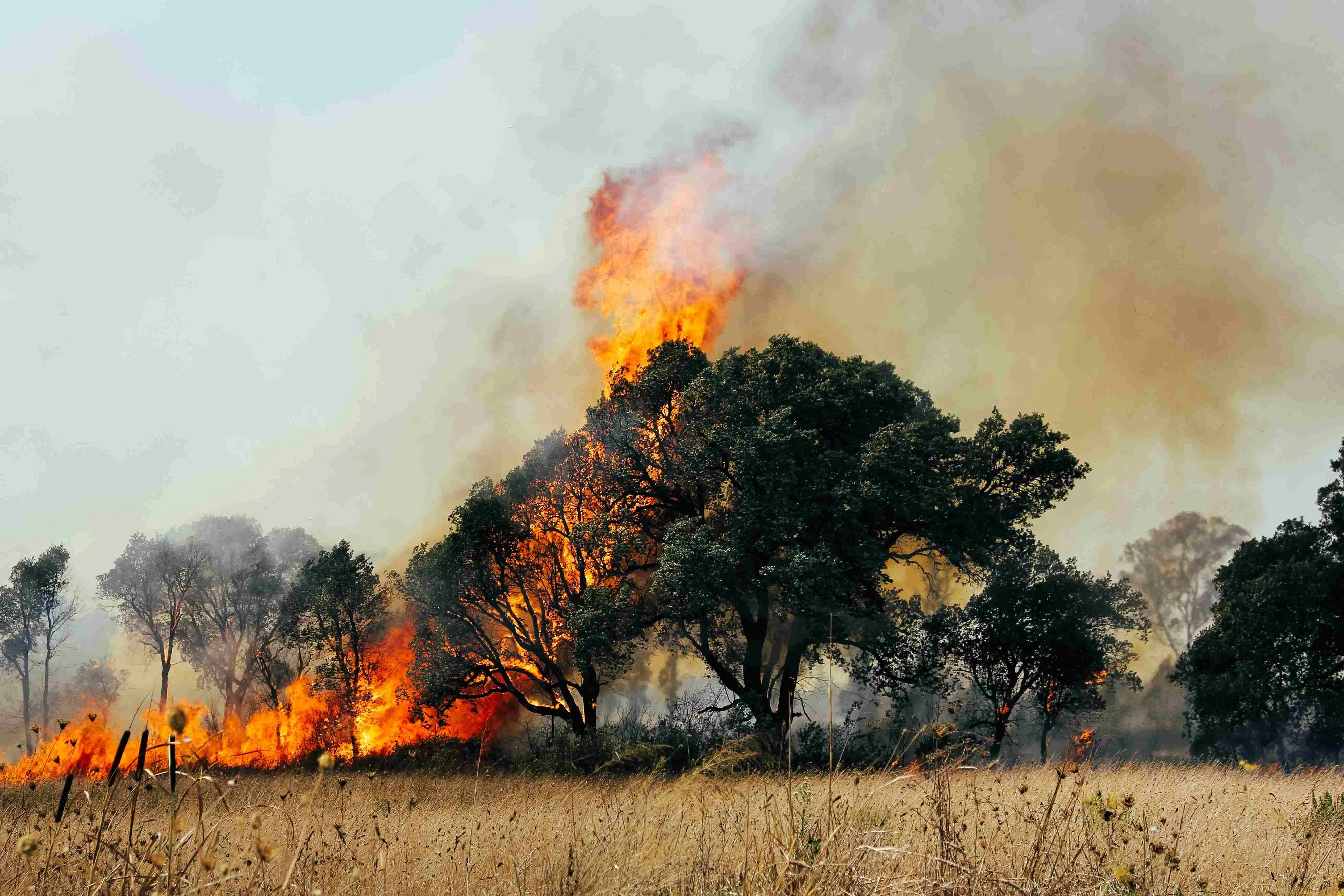 A fumaça dos incêndios pode agravar doenças respiratórias