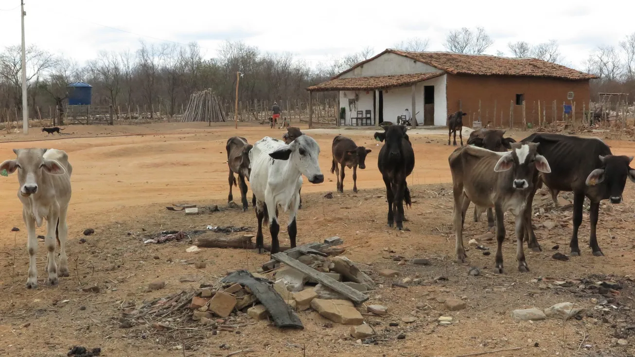 Ingestão da água por animais também faz parte da cadeia de contaminação, alerta médica
