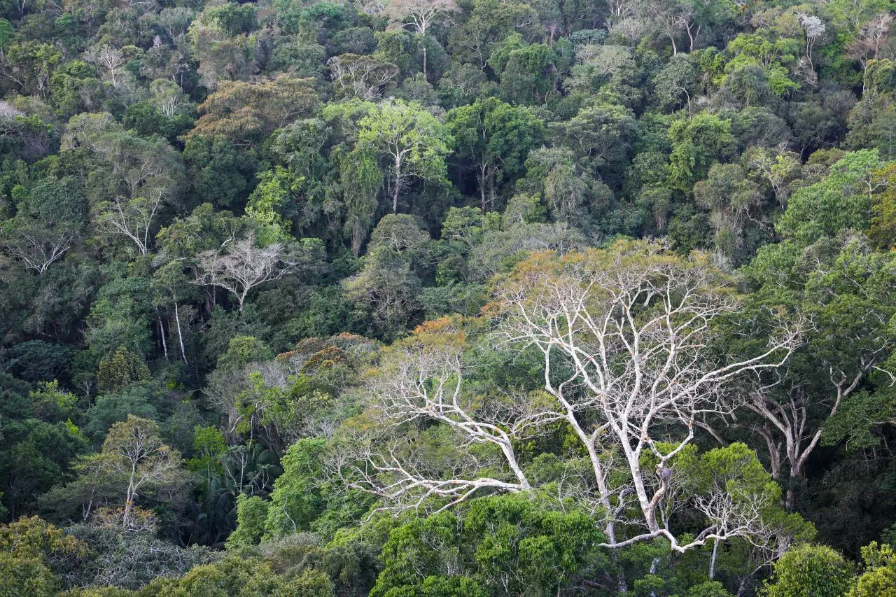 Imagem da notícia: Degradação florestal na Amazônia bate recorde mensal em setembro