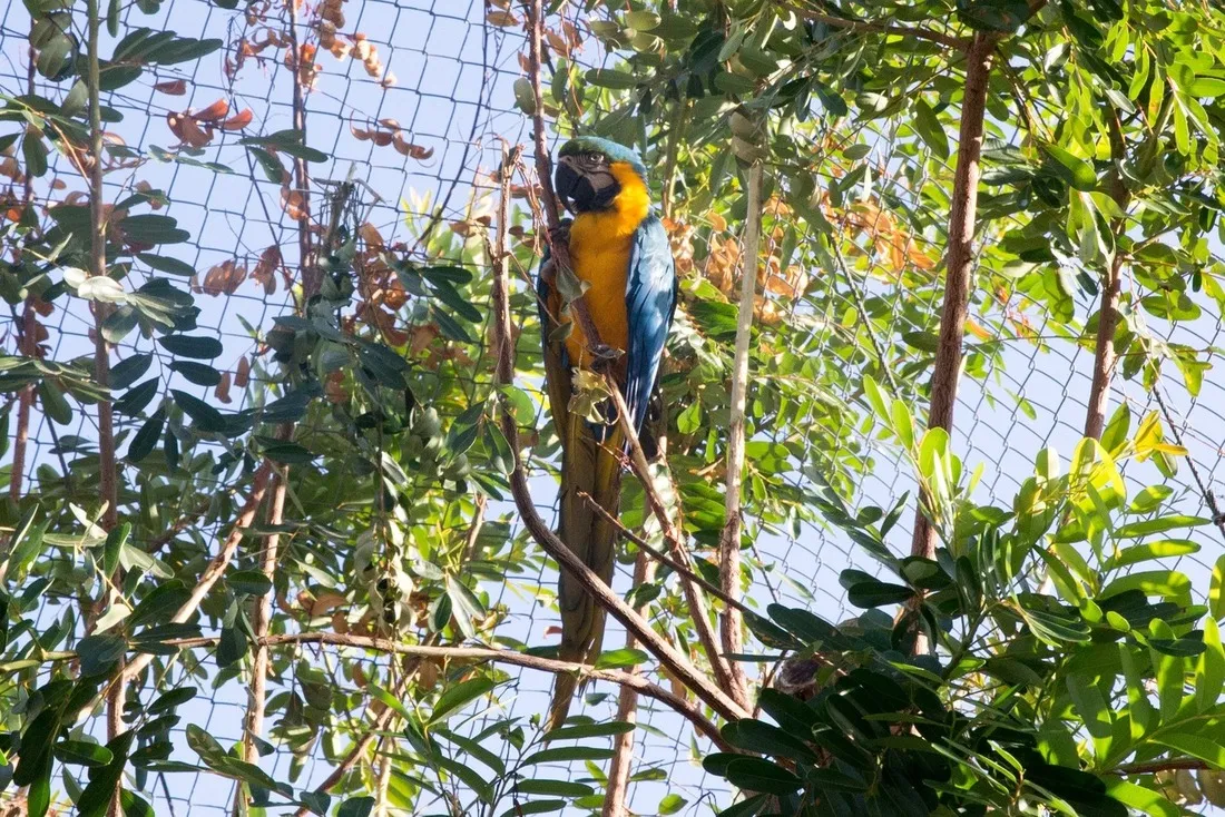 Arara Canindé (Ara ararauna) está no Arvorar