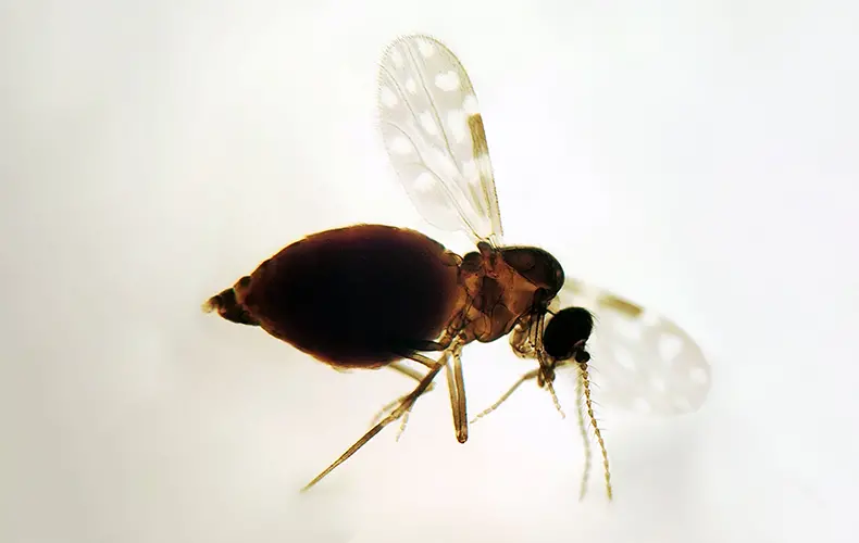 Imagem da notícia: Saiba como está a transmissão da febre oropouche no Ceará, presente em 7 cidades