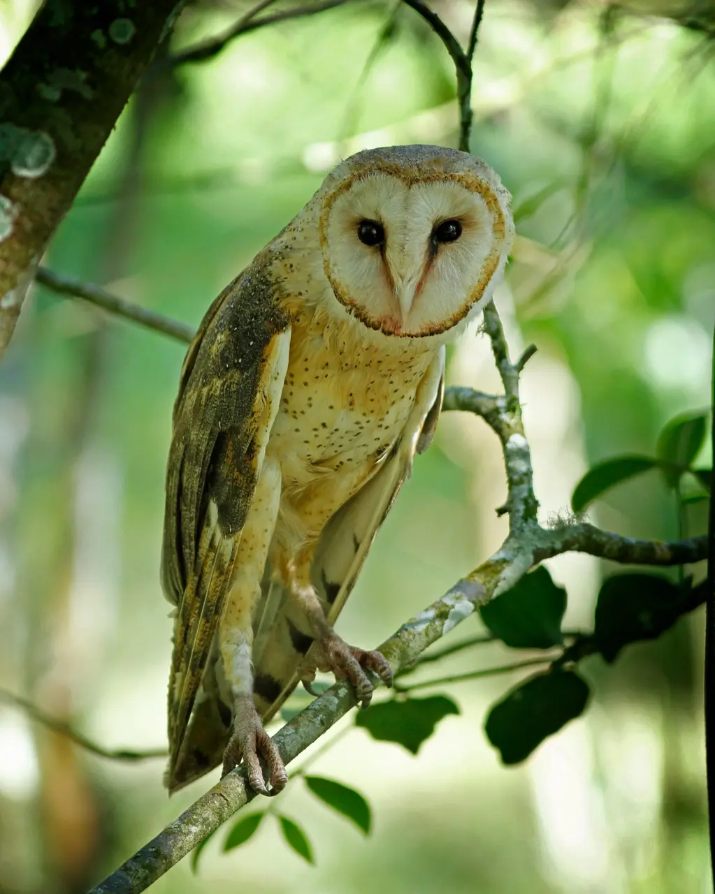 Imagem da notícia: Rasga-mortalha anuncia morte? Guias elucidam crença e realizam ‘corujadas’ para observar aves no CE