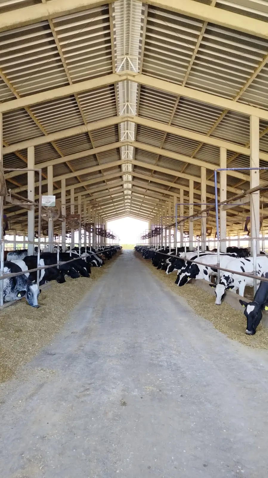 Imagem da notícia: Vacas leiteiras do Ceará têm galpões climatizados e produzem mais