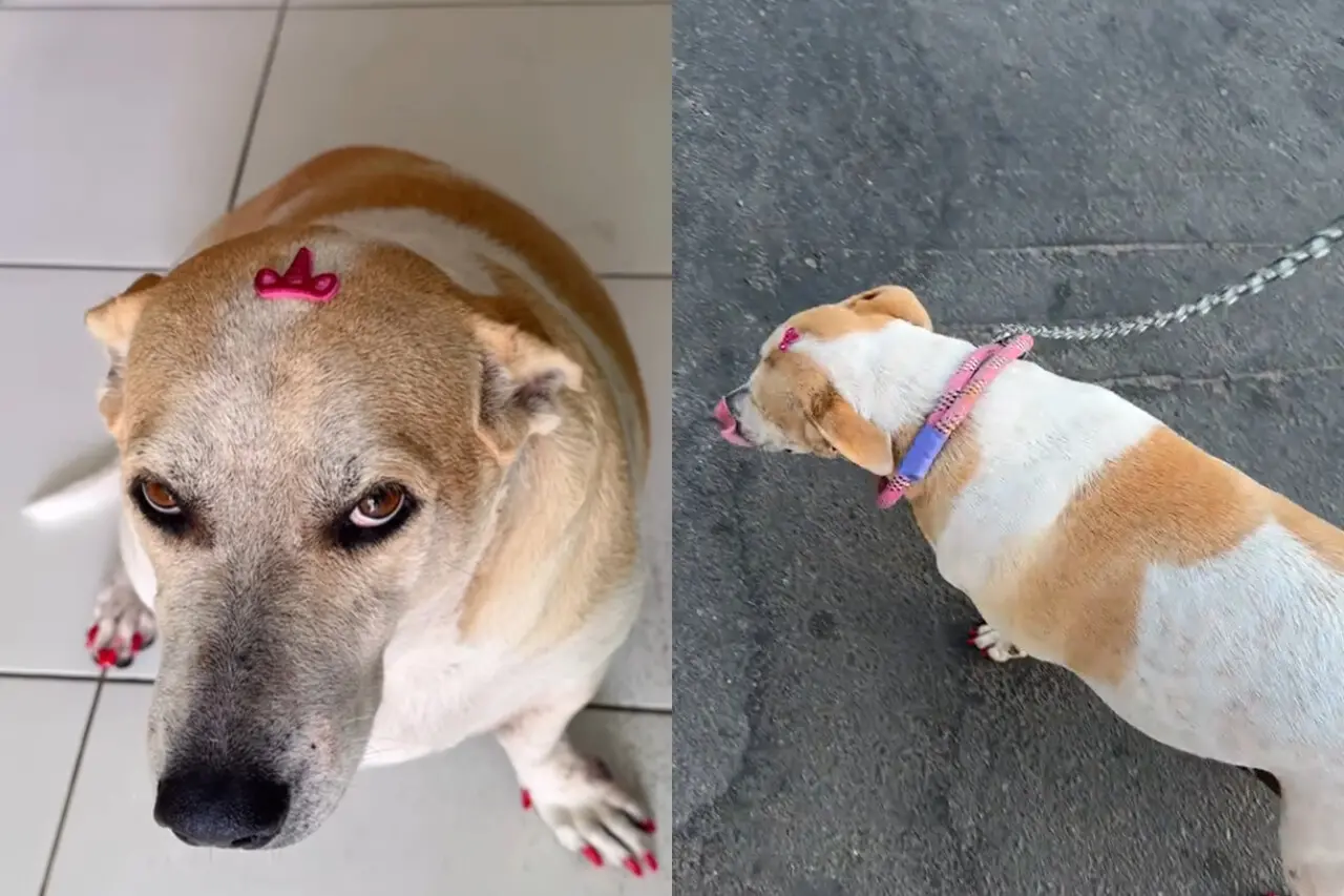 Fotos da cachorra Bruninha, de Mombaça, no interior do Ceará
