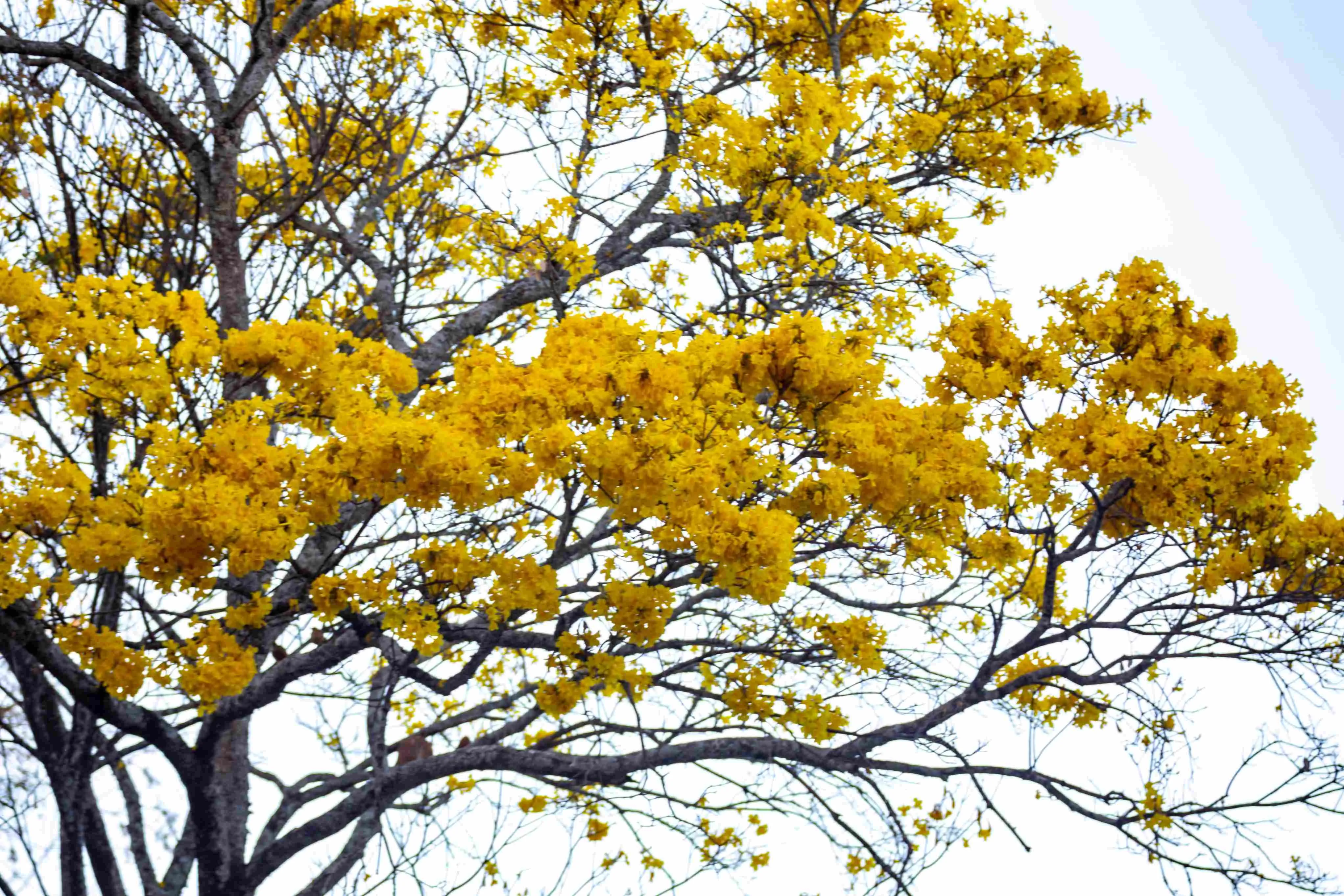 O ipê é considerado uma flor símbolo do Brasil