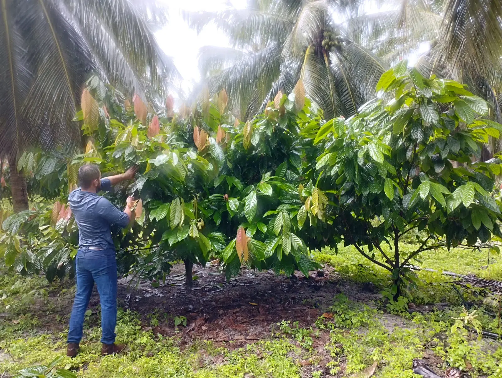 Imagem da notícia: Investidores de Minas Gerais e da Bahia começarão a produzir cacau em 2025 no Ceará