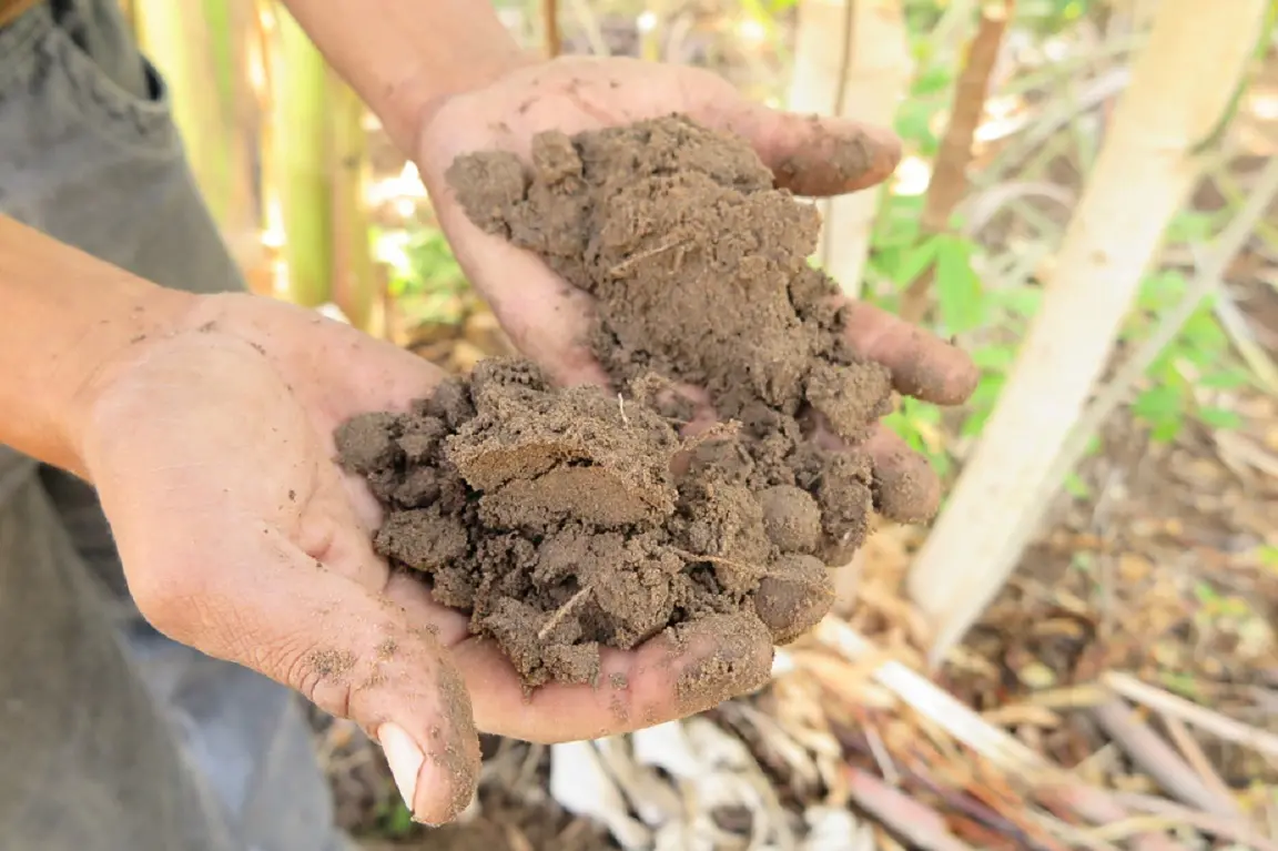 Imagem da notícia: Qual o tipo de solo na sua cidade? Novo estudo mapeia perfil no CE e onde é possível plantar