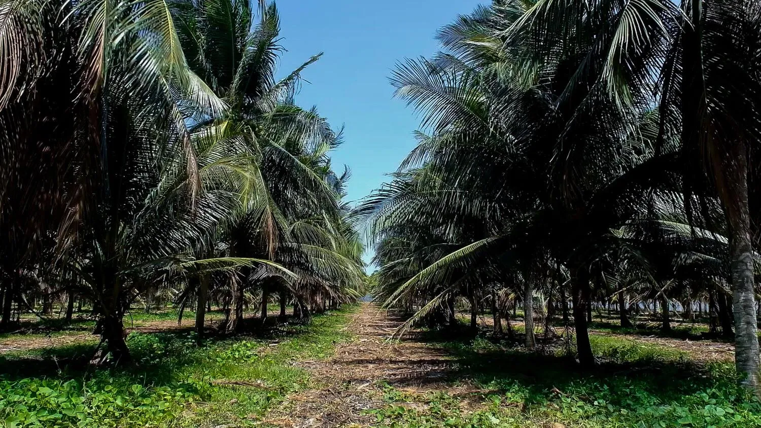 Coqueiros em Paraipaba: produção é relacionada principalmente com pequenos produtores