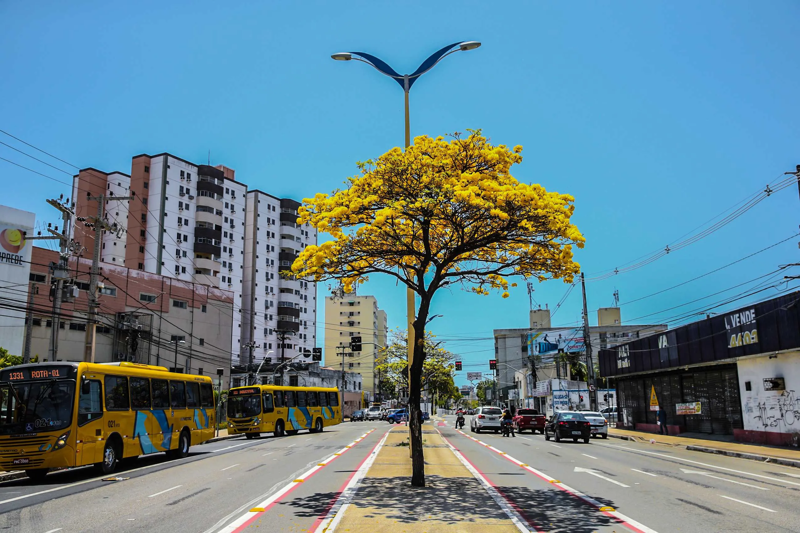 Os ipês são conhecidos por sua beleza