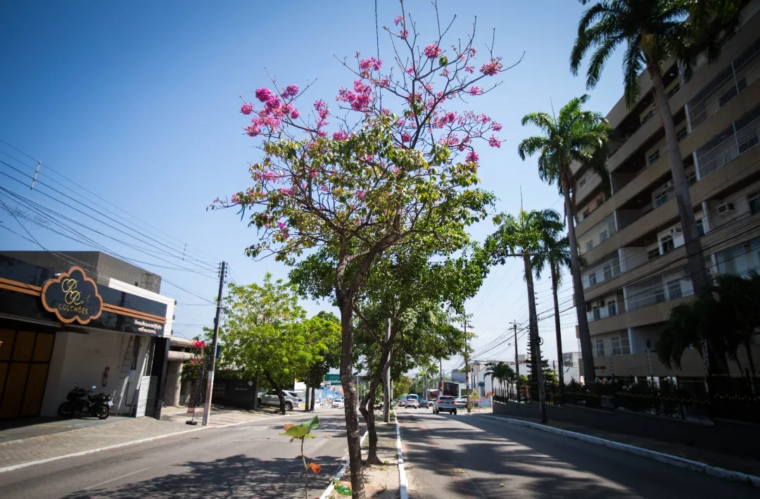Também é possível encontrar as flores em tons de rosa