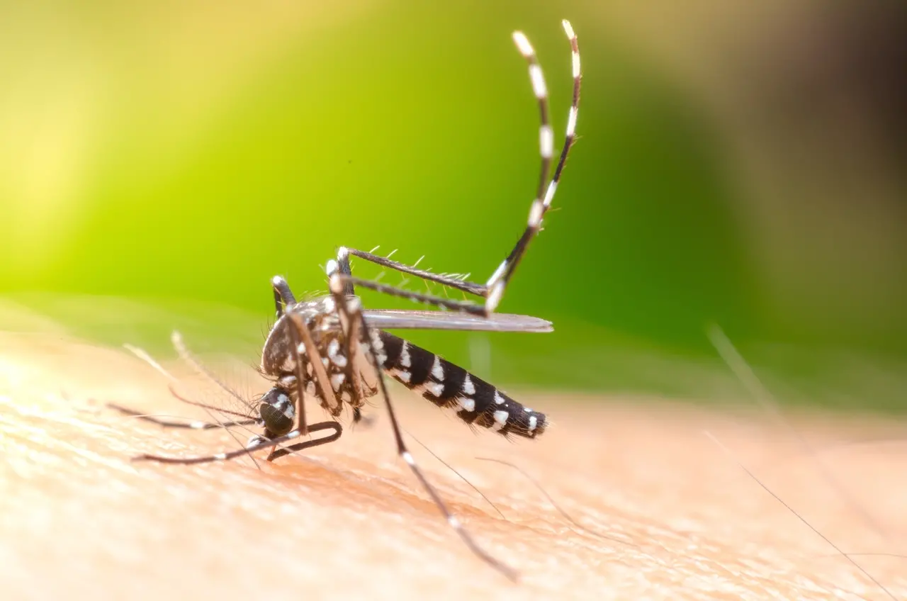 Imagem da notícia: Ceará terá fábrica de 'mosquitos do bem' em 2025 para combater dengue, zika e chikungunya no Nordeste