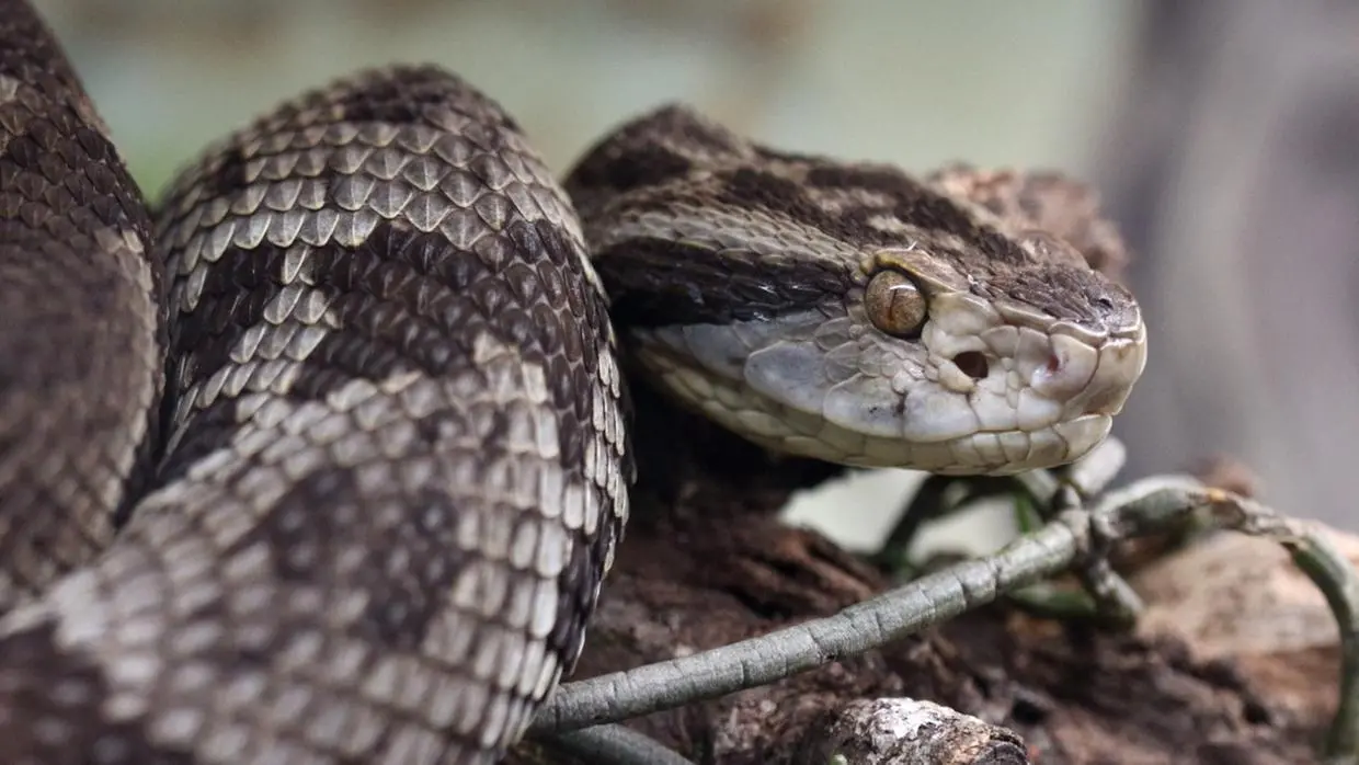 Imagem da notícia: O que significa o ano da Serpente no calendário do Ano Novo Chinês 2025? Entenda