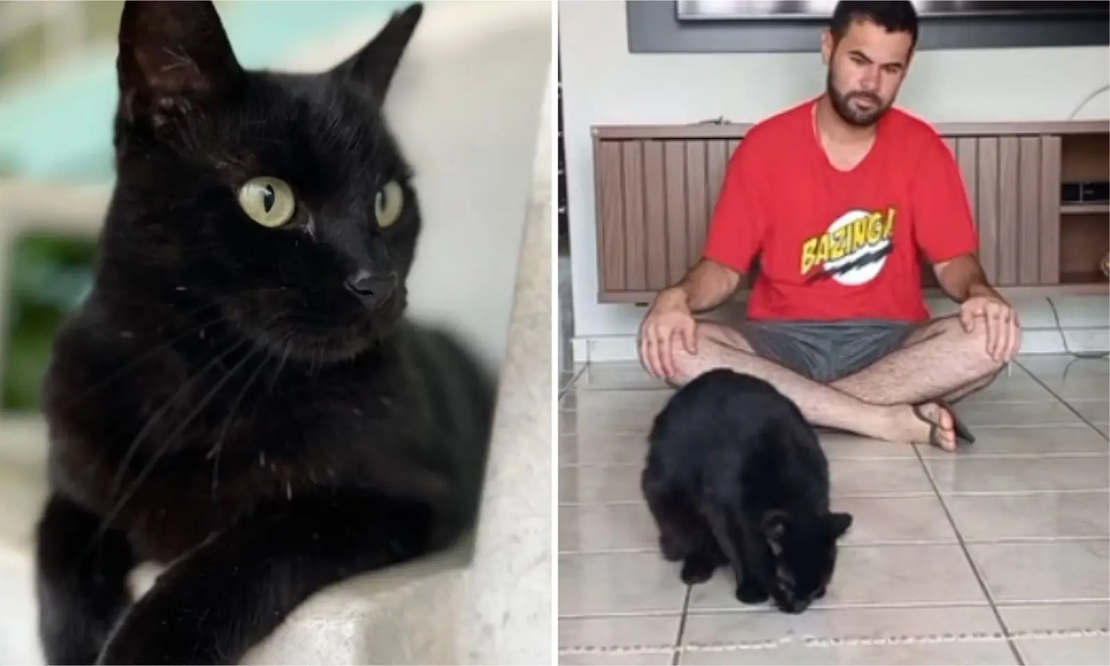 Imagem da notícia: 'Gato vidente', que já acertou resultados de futebol e BBB, faz previsão para o sorteio da Mega da Virada; veja números