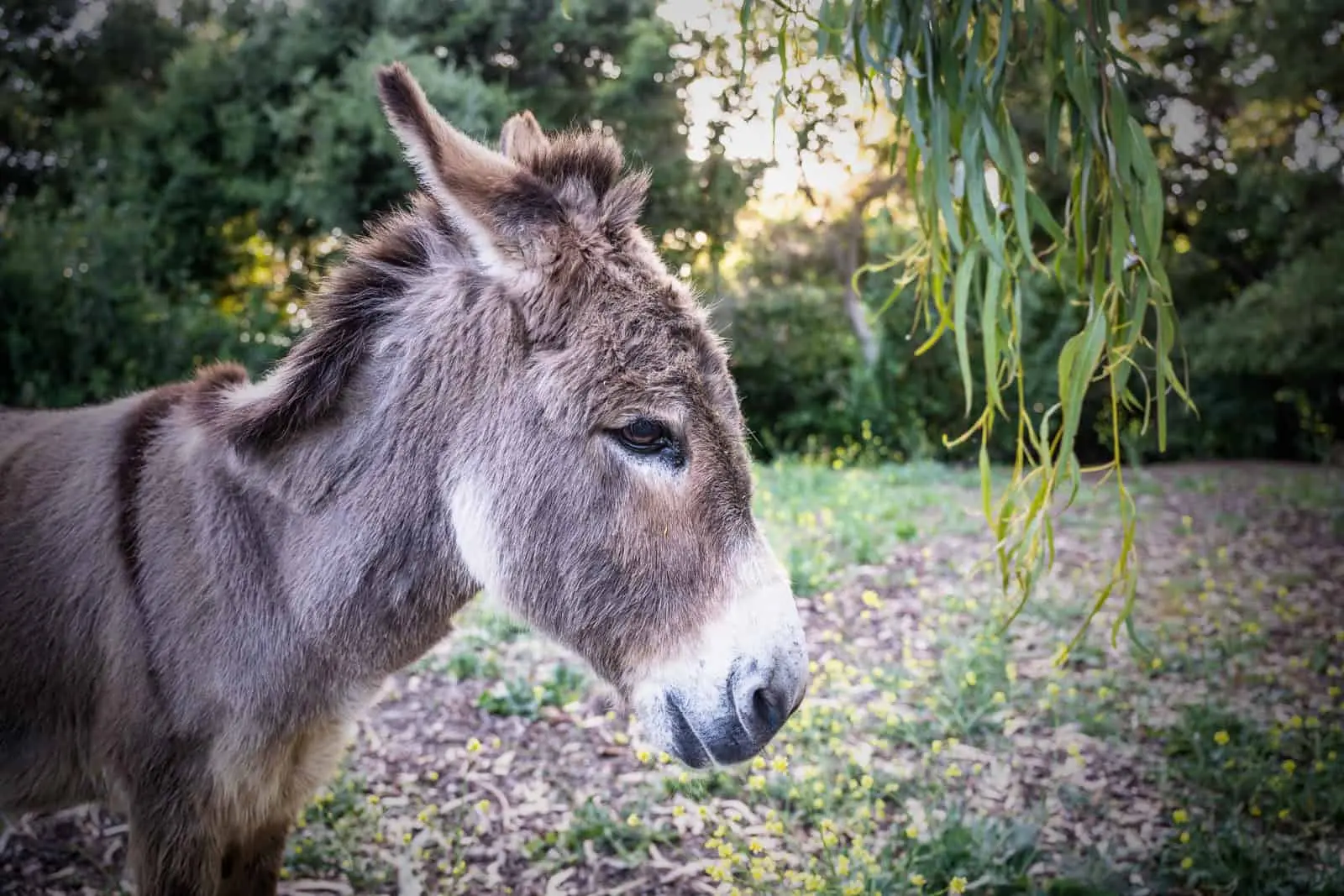 Imagem da notícia: Burro Perry, que serviu de inspiração para personagem de 'Shrek', morre aos 30 anos