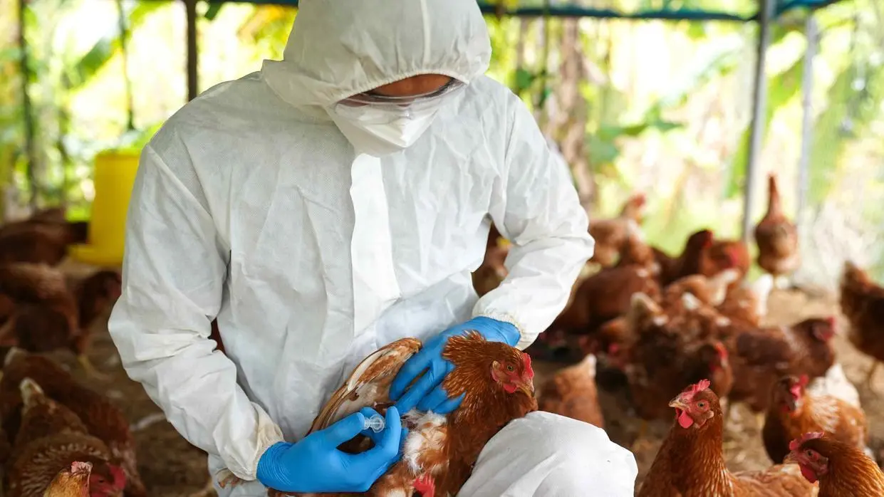 Imagem da notícia: Gripe aviária H5N1 causa a primeira morte humana no estado de Louisiana nos EUA; entenda os riscos