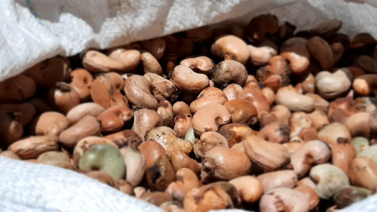 Imagem da notícia: Produção de castanha de caju em cidade cearense cresce 75% em um ano e se torna a maior do Brasil