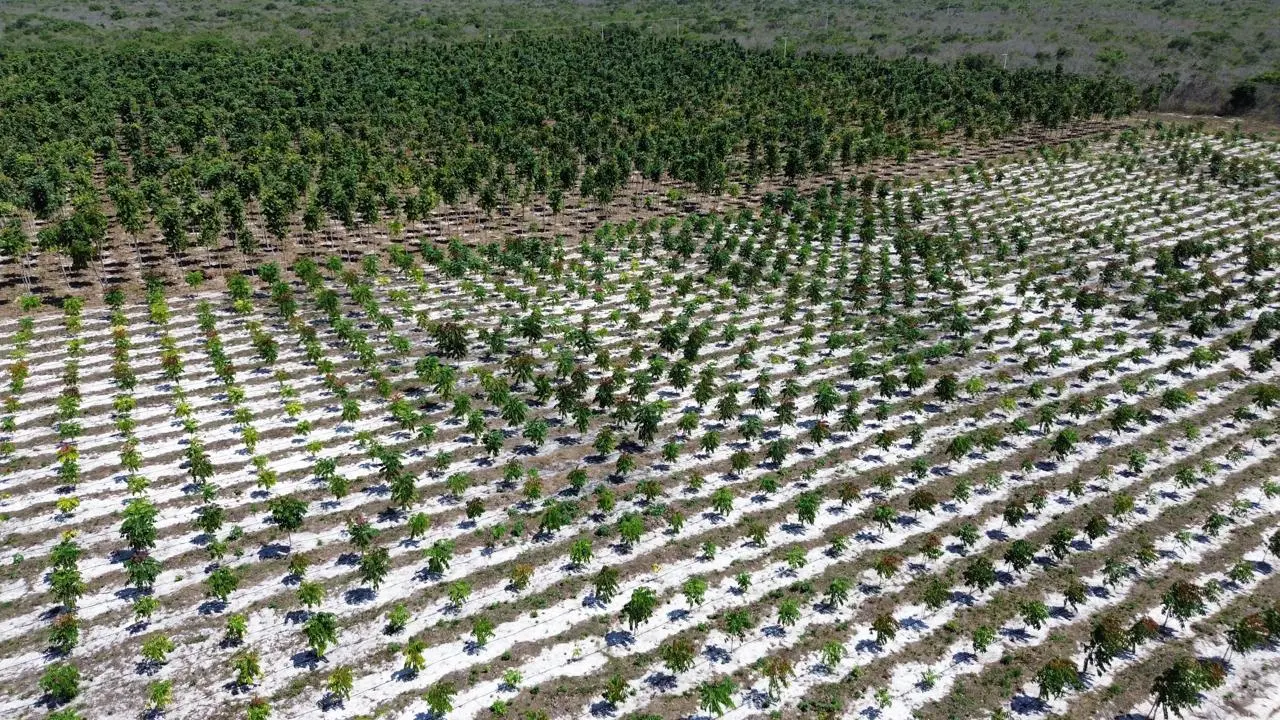 Imagem da notícia: Ceará está produzindo tâmara, uma fruta nobre, em Itarema