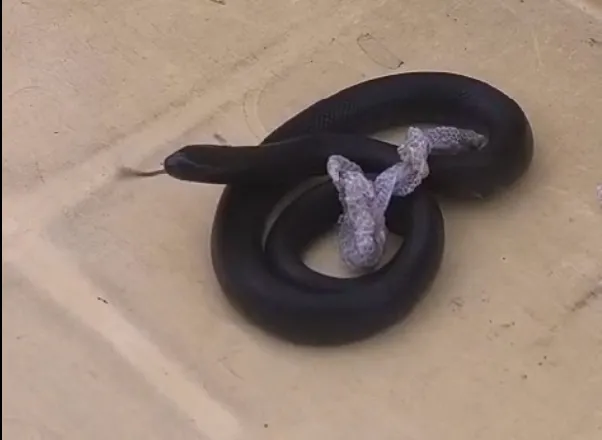 A Lampropeltis Getula Nigrita é uma cobra não venenosa