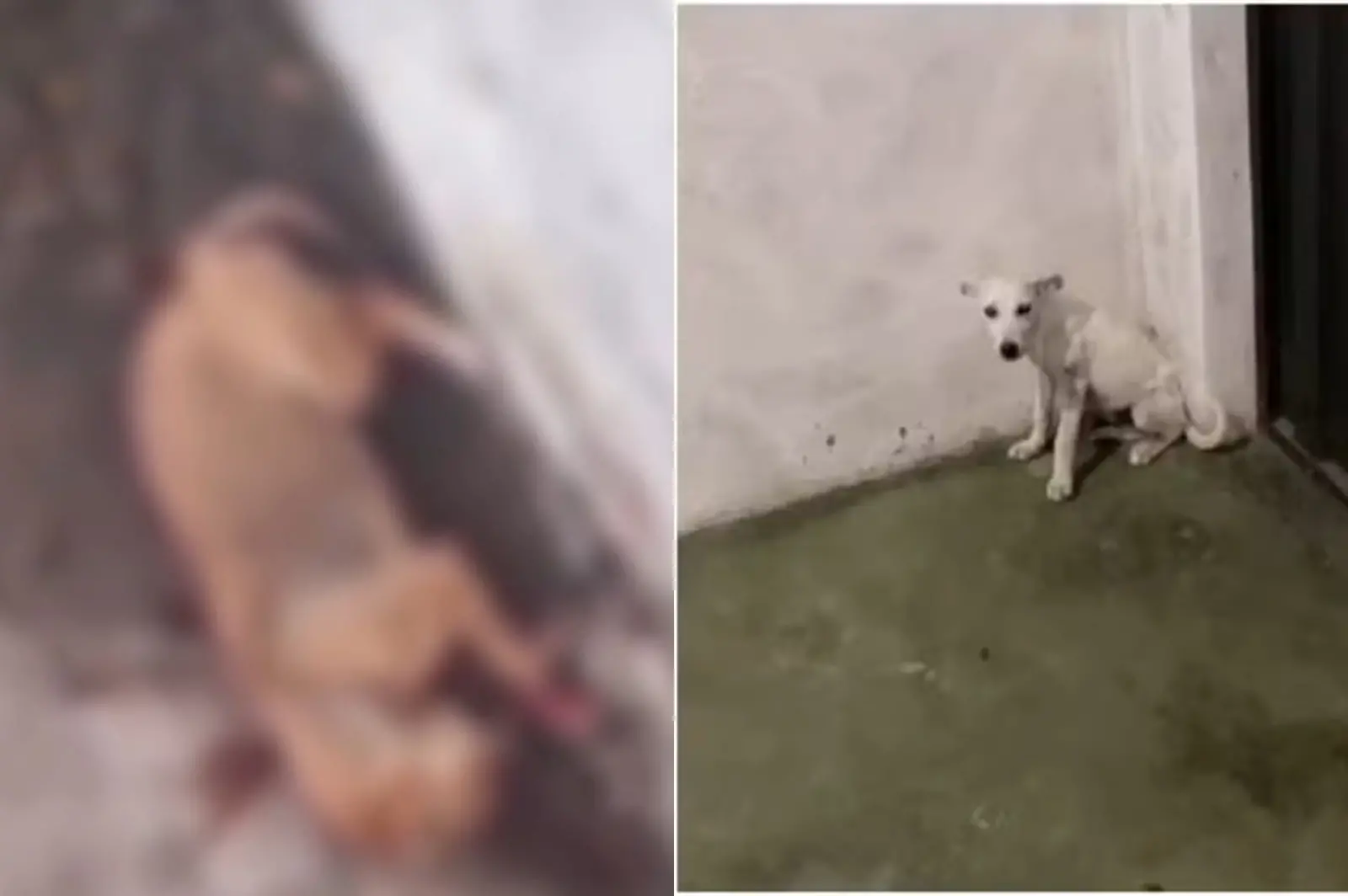 Imagem da notícia: Cachorro é morto e cadela fica gravemente ferida por arma de pressão em Mauriti (CE)