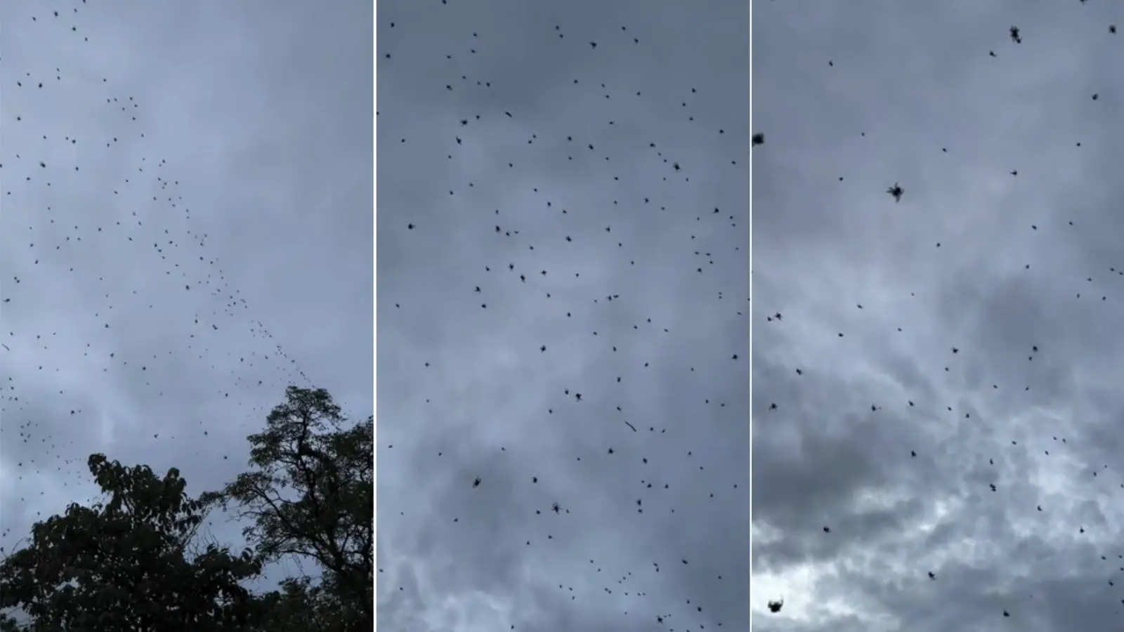 Imagem da notícia: Entenda fenômeno 'chuva de aranhas', registrado no Interior de MG, que viralizou nas redes