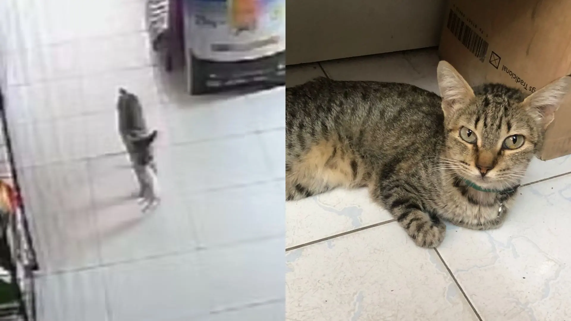 Gata de rua 'pede ajuda' à clínica veterinária para salvar filhotinho, em Juazeiro do Norte