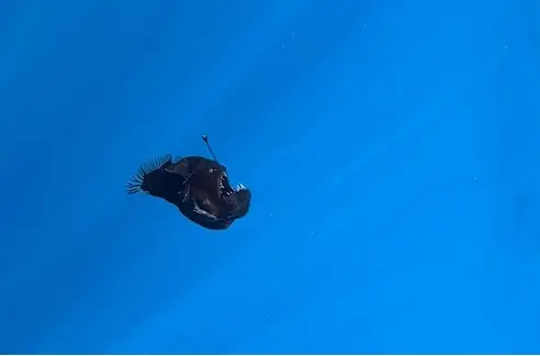 Imagem da notícia: Peixe 'diabo negro' é registrado pela primeira vez à luz do dia por pesquisadores espanhóis; veja vídeo