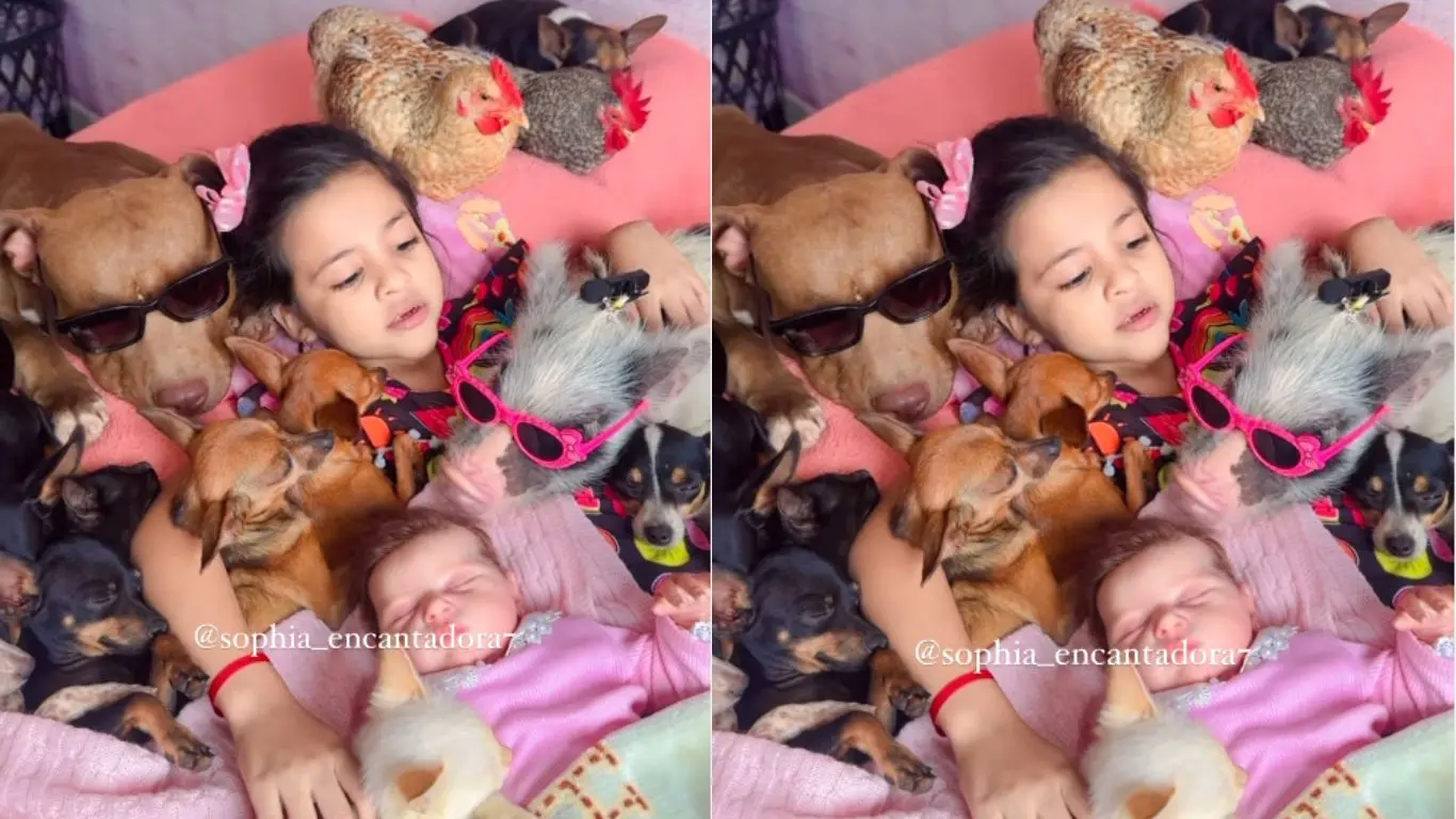 Imagem da notícia: Menina de 5 anos viraliza ao colocar animais para dormir no Acre