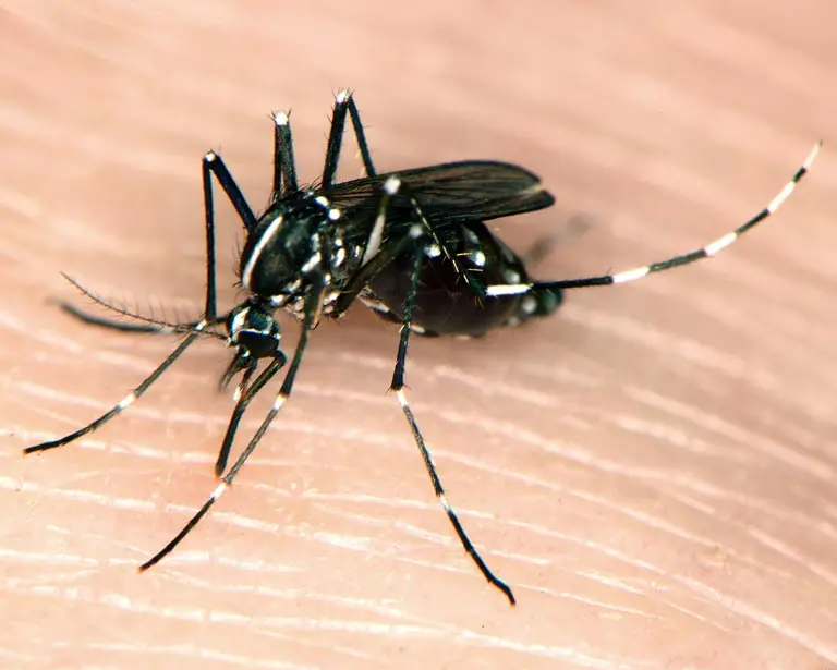 Imagem da notícia: Outro mosquito potencial vetor da dengue tem 'rápida expansão' no CE e preocupa Secretaria da Saúde; veja cidades