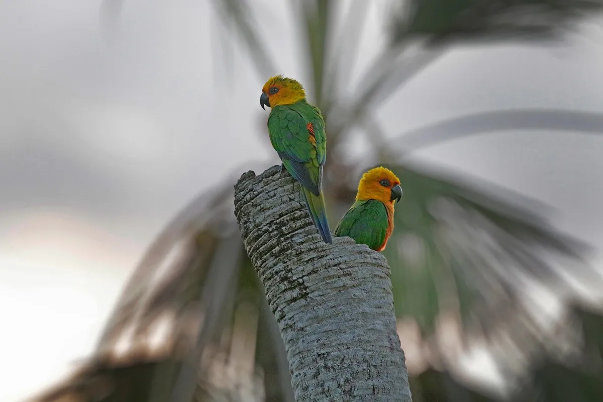 Jandaia-verdadeira (Aratinga jandaya)