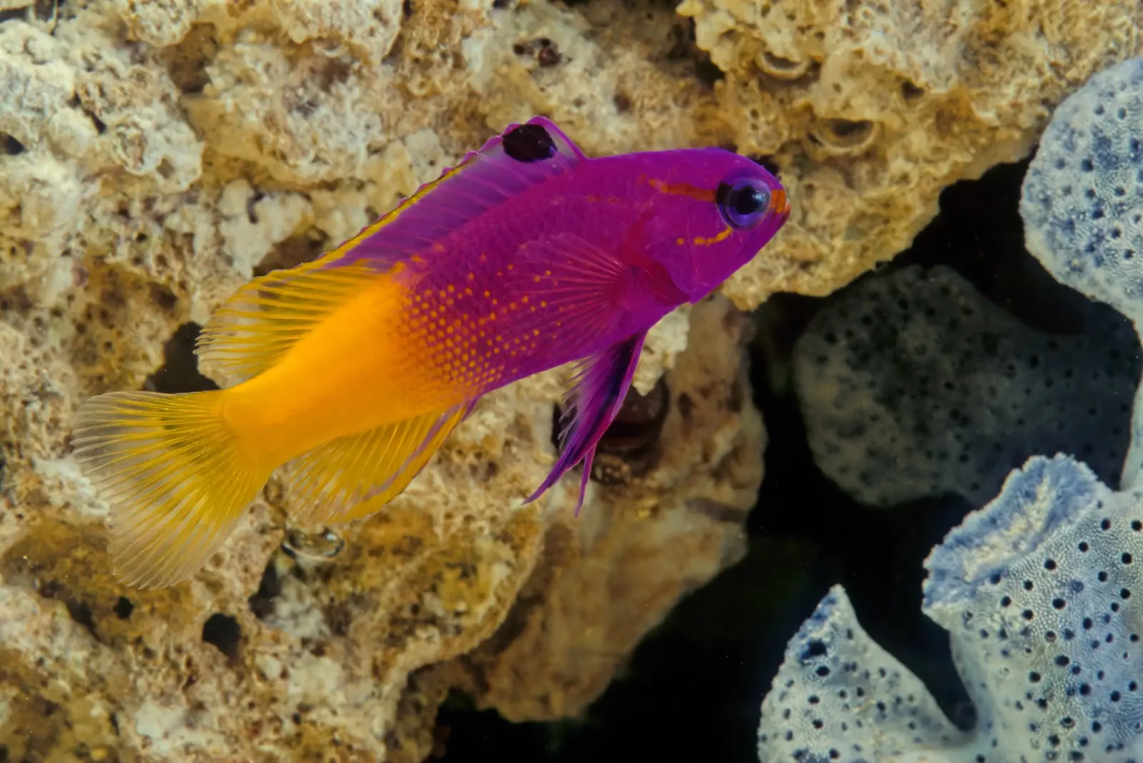 Peixe Gramma