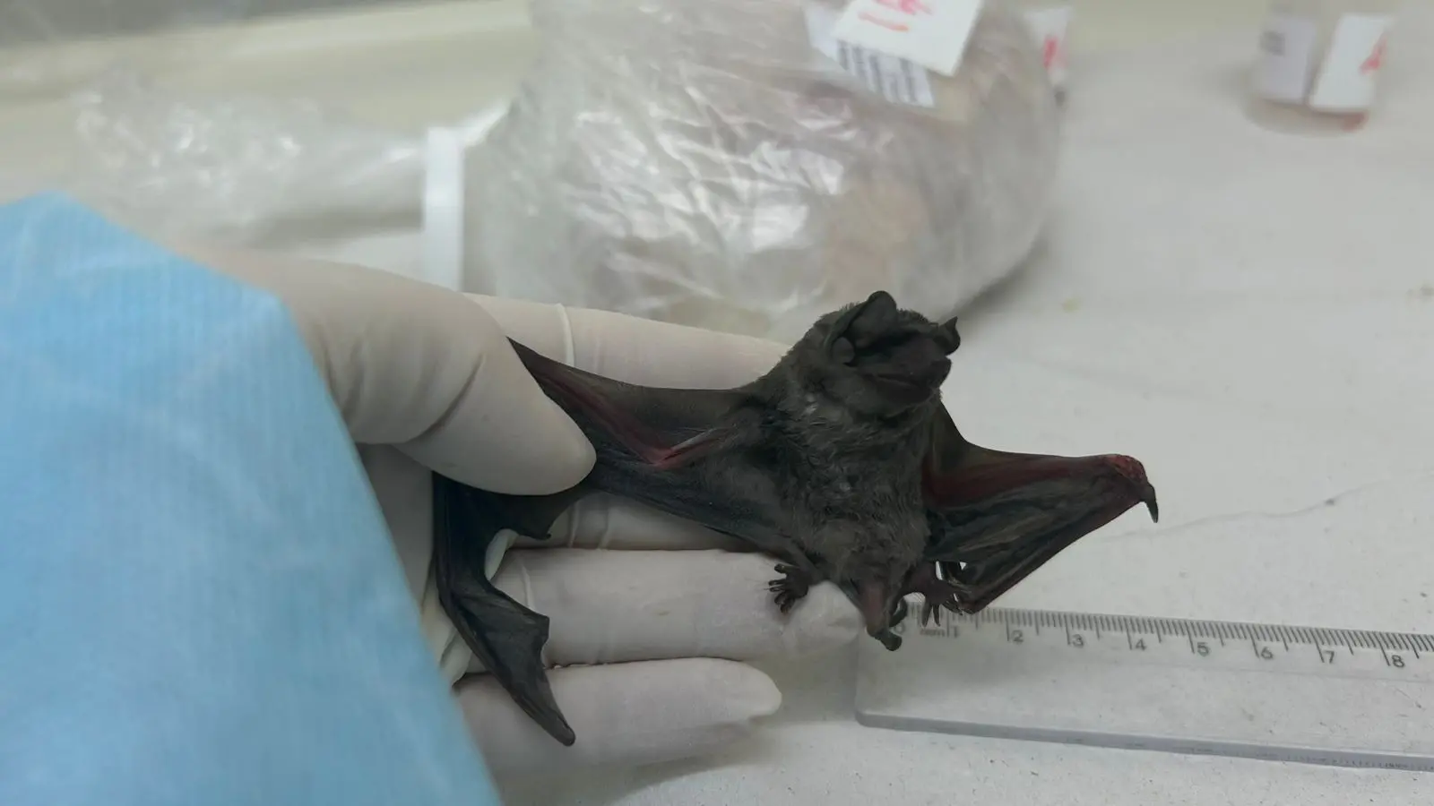 Morcego Molossus molossus sendo medido por régua em laboratório