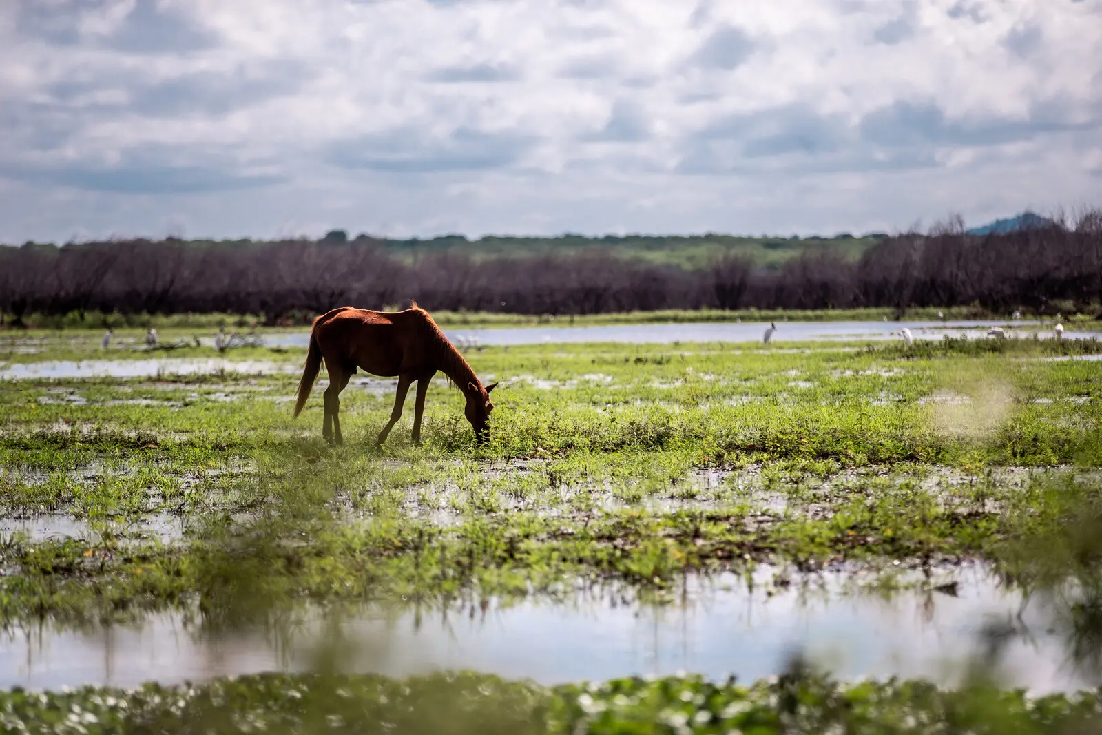 Imagem da notícia: Após fortes chuvas, Ceará elimina áreas de 'seca moderada' e tem 63% do território em ‘seca fraca’